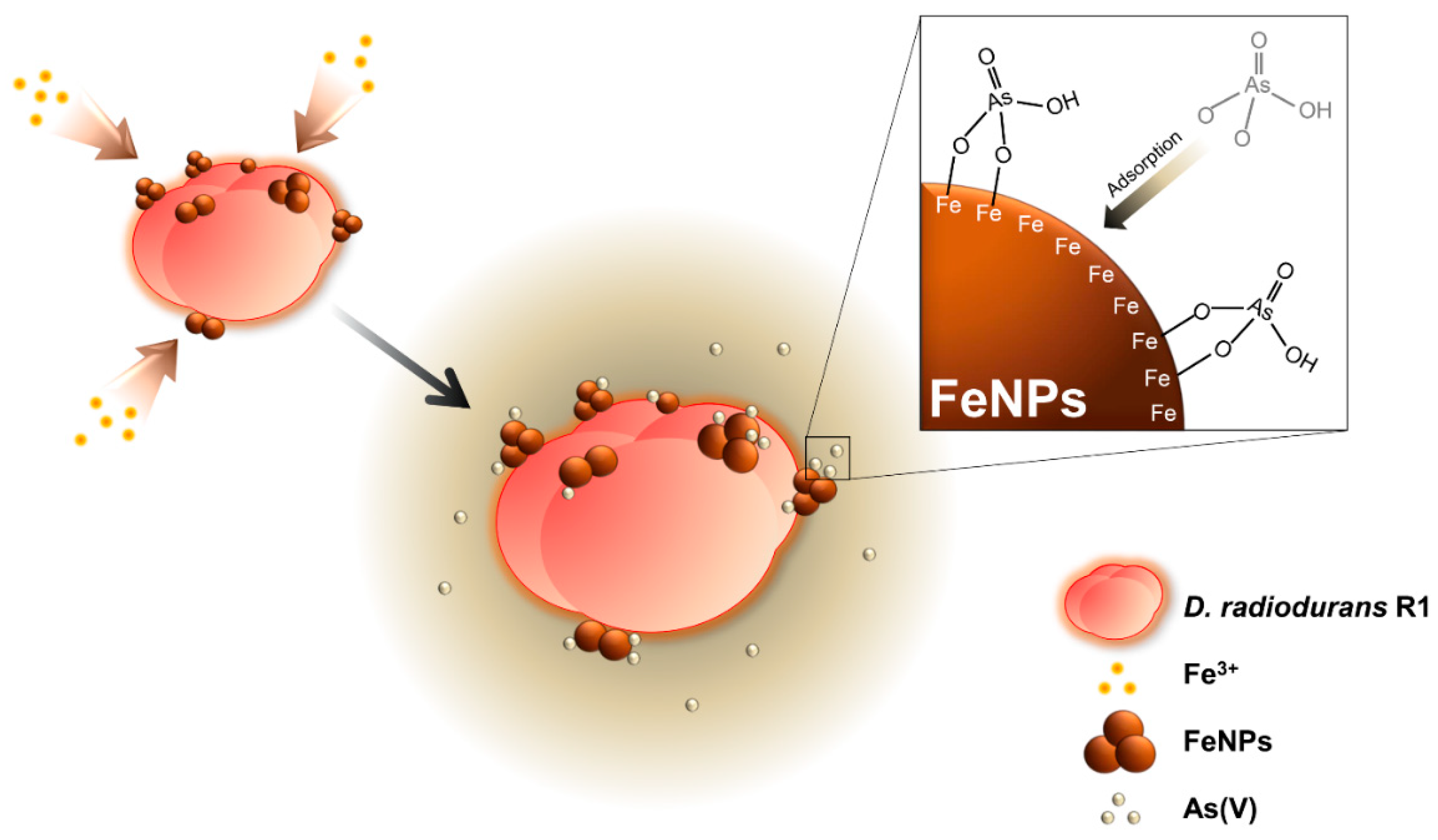 Ijms 20 03566 g001 Ijms 20 03566 g001