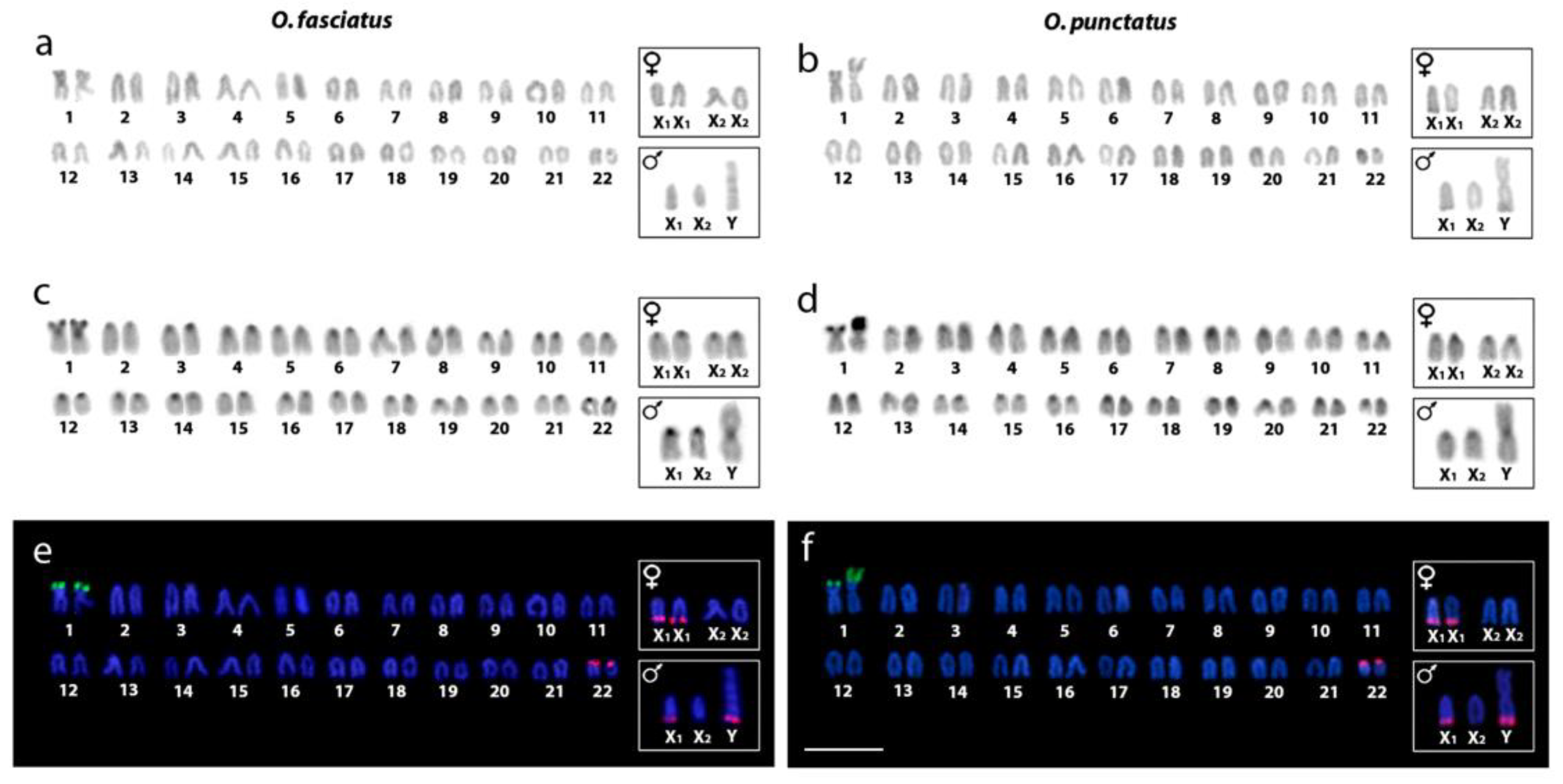 Ijms Free Full Text Deciphering The Origin And Evolution Of The X1x2y System In Two Closely Related Oplegnathus Species Oplegnathidae And Centrarchiformes Html