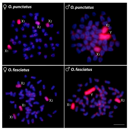 Recent Advances in Effector Research of Magnaporthe oryzae