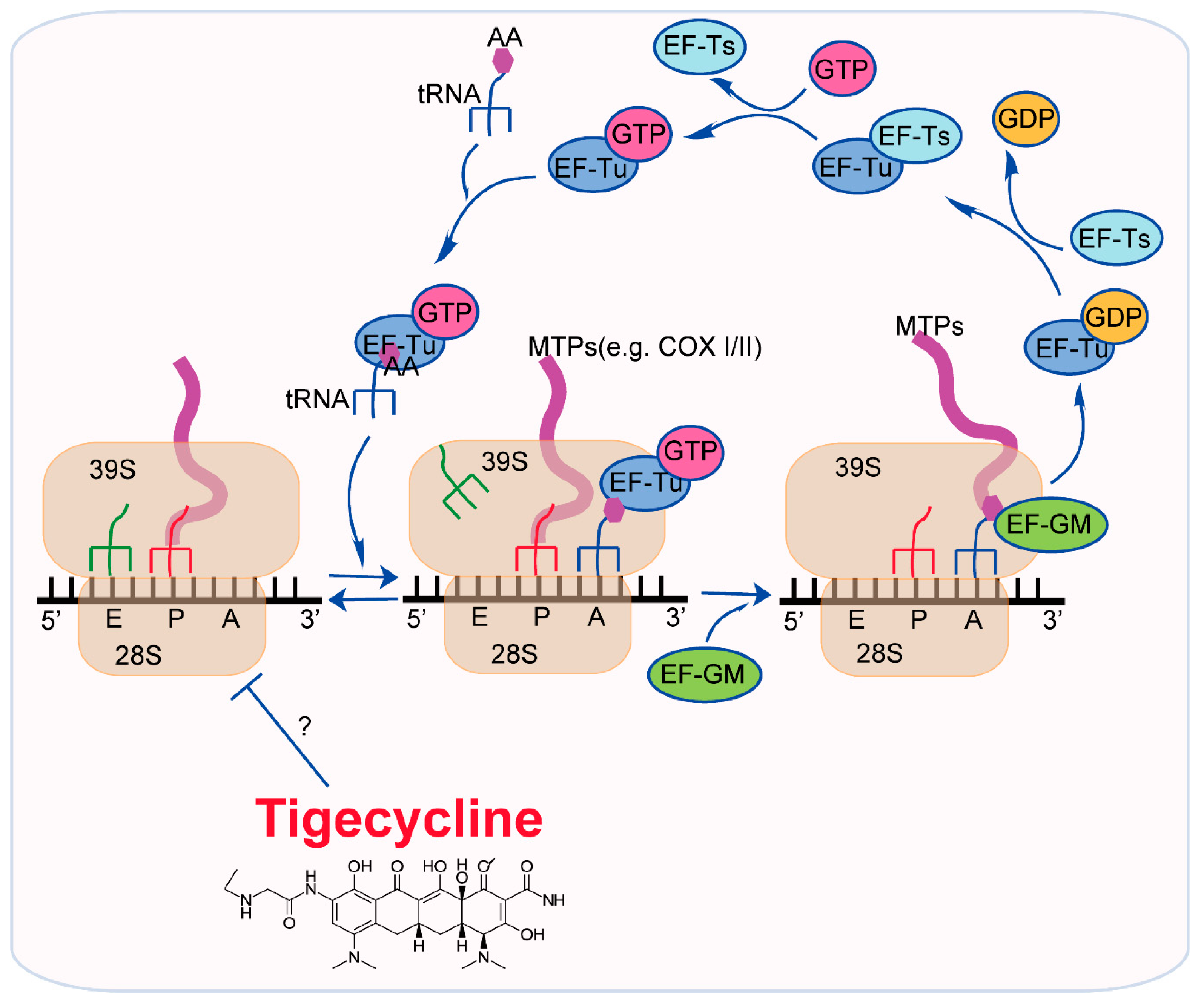 Ijms 20 03577 g003 Ijms 20 03577 g003