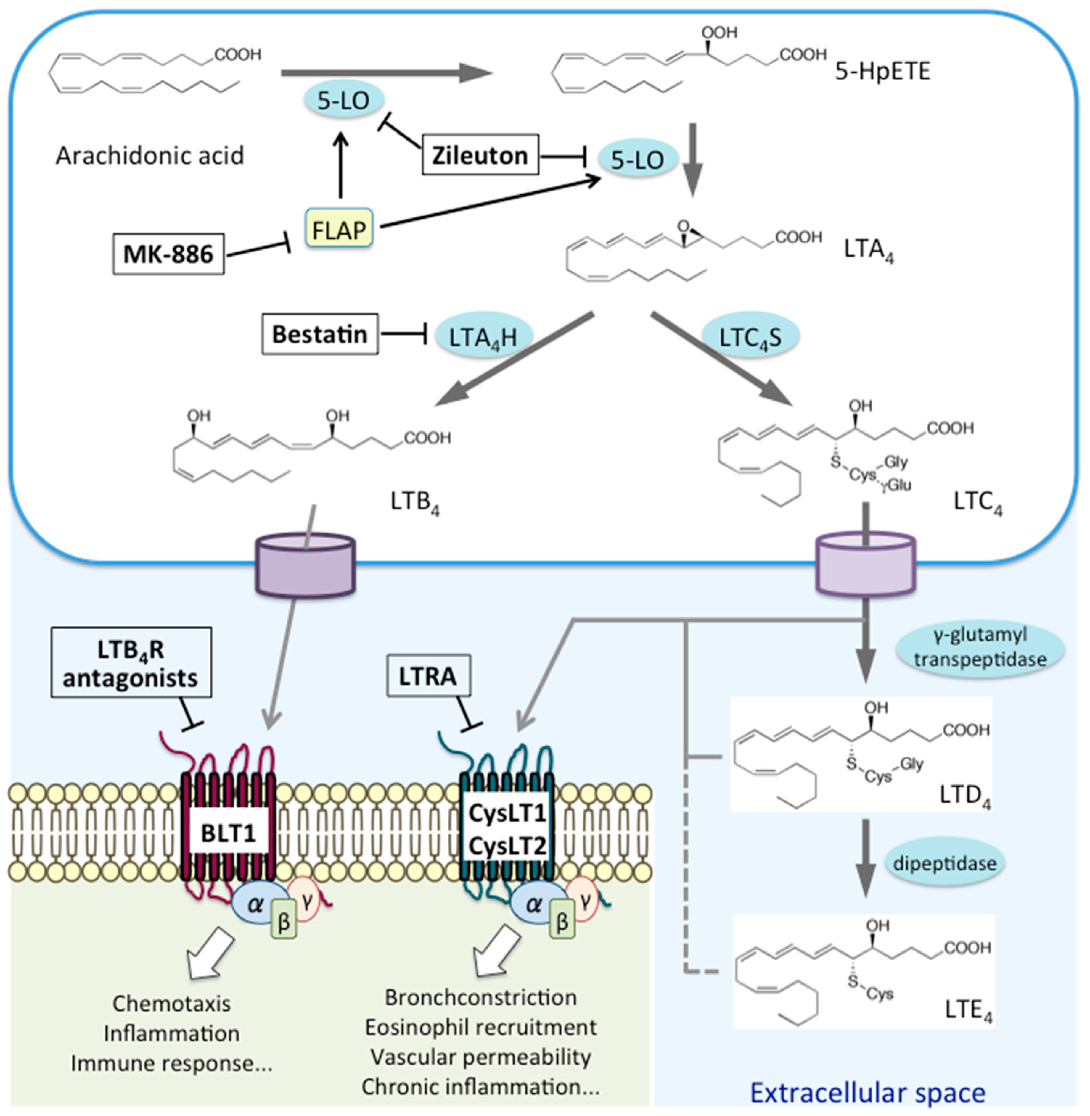 gamma glutamil transpeptidasi