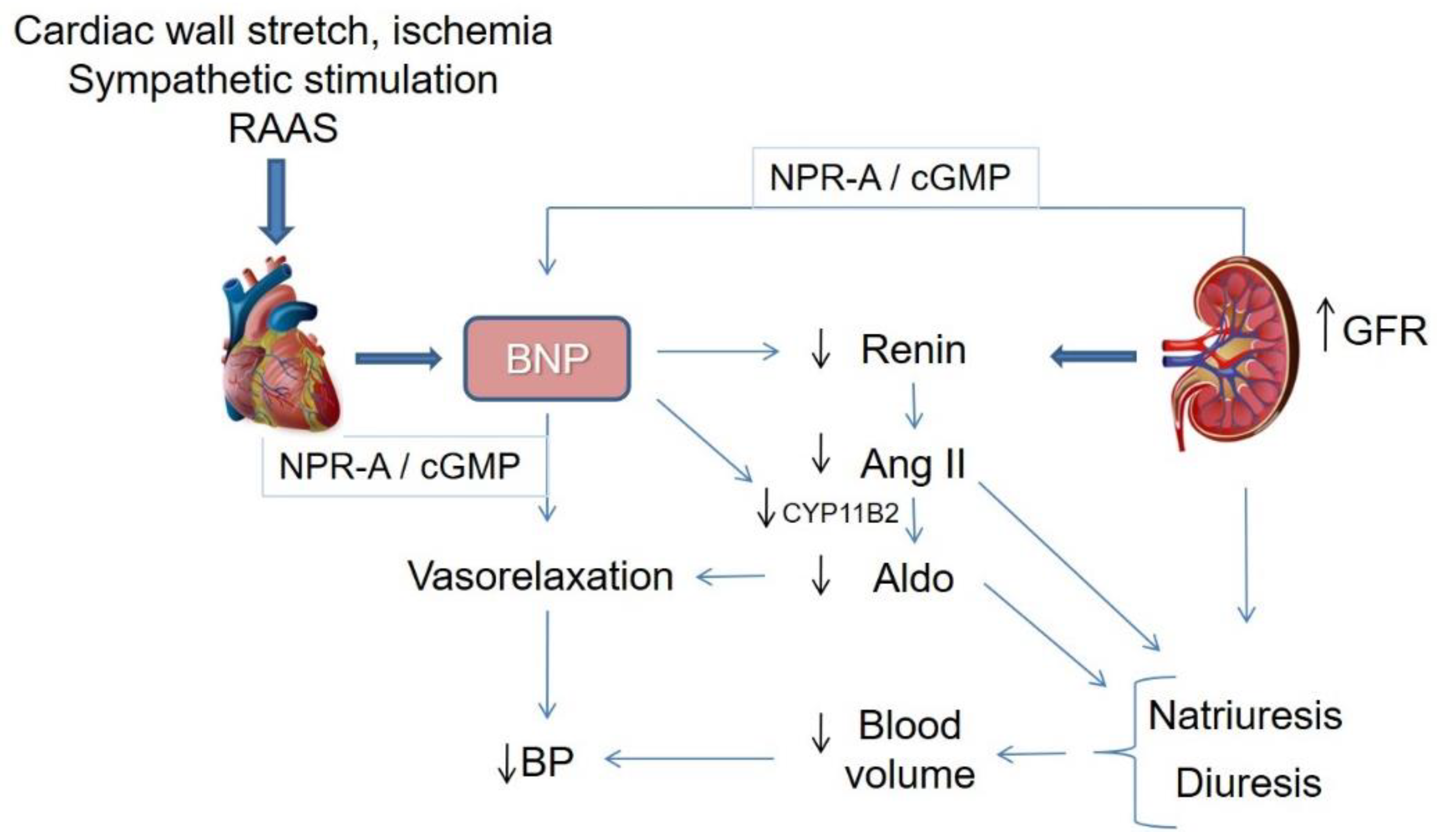 Ijms free full text bnp as a major player in the heart kidney