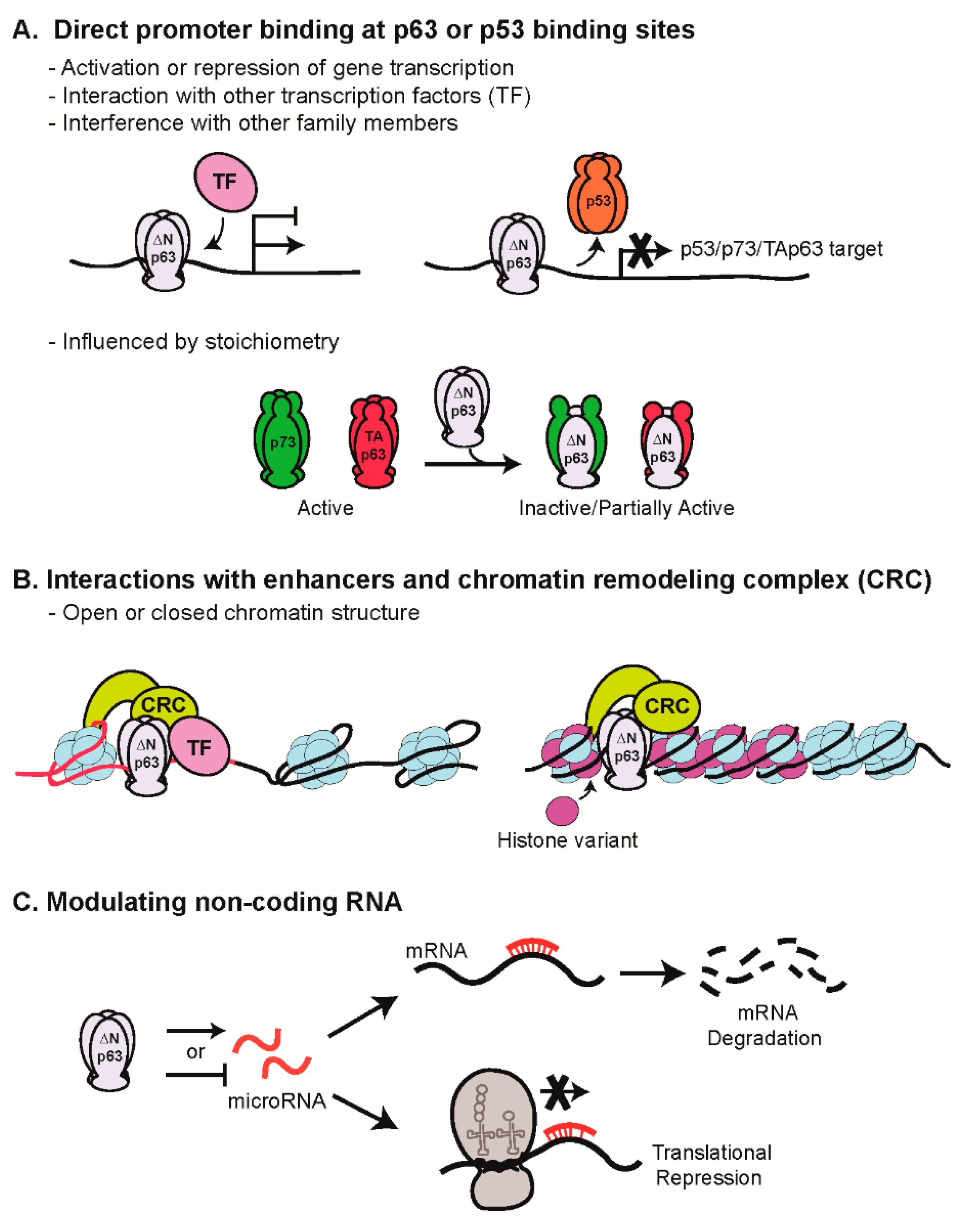 Molecular Mechanisms of p63-Mediated Squamous Cancer