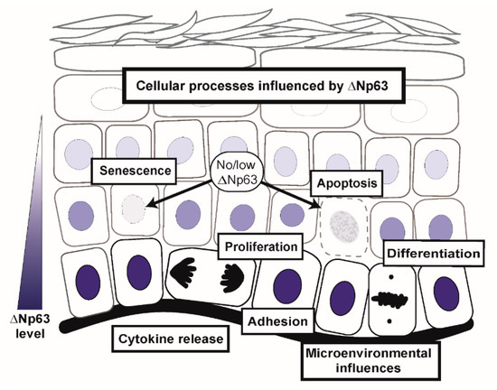 Molecular Mechanisms of p63-Mediated Squamous Cancer