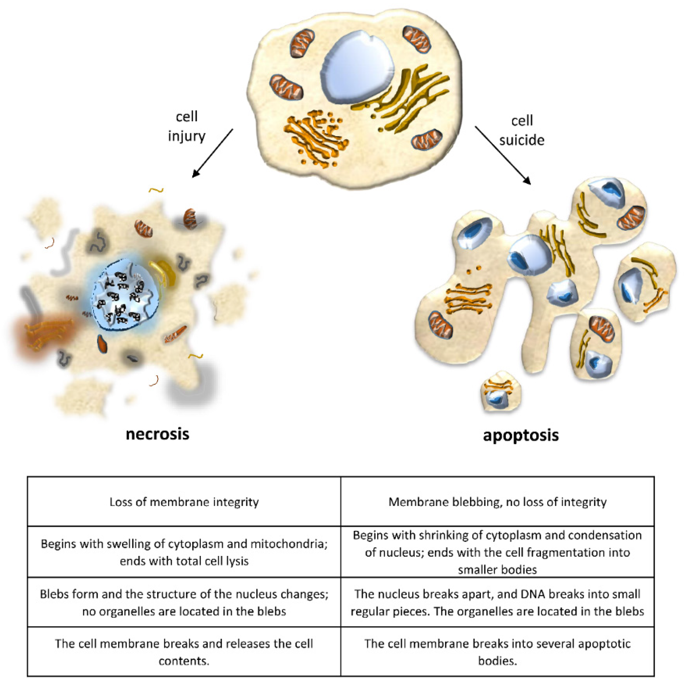 Ijms Free Full Text Cell Death In The Kidney Html
