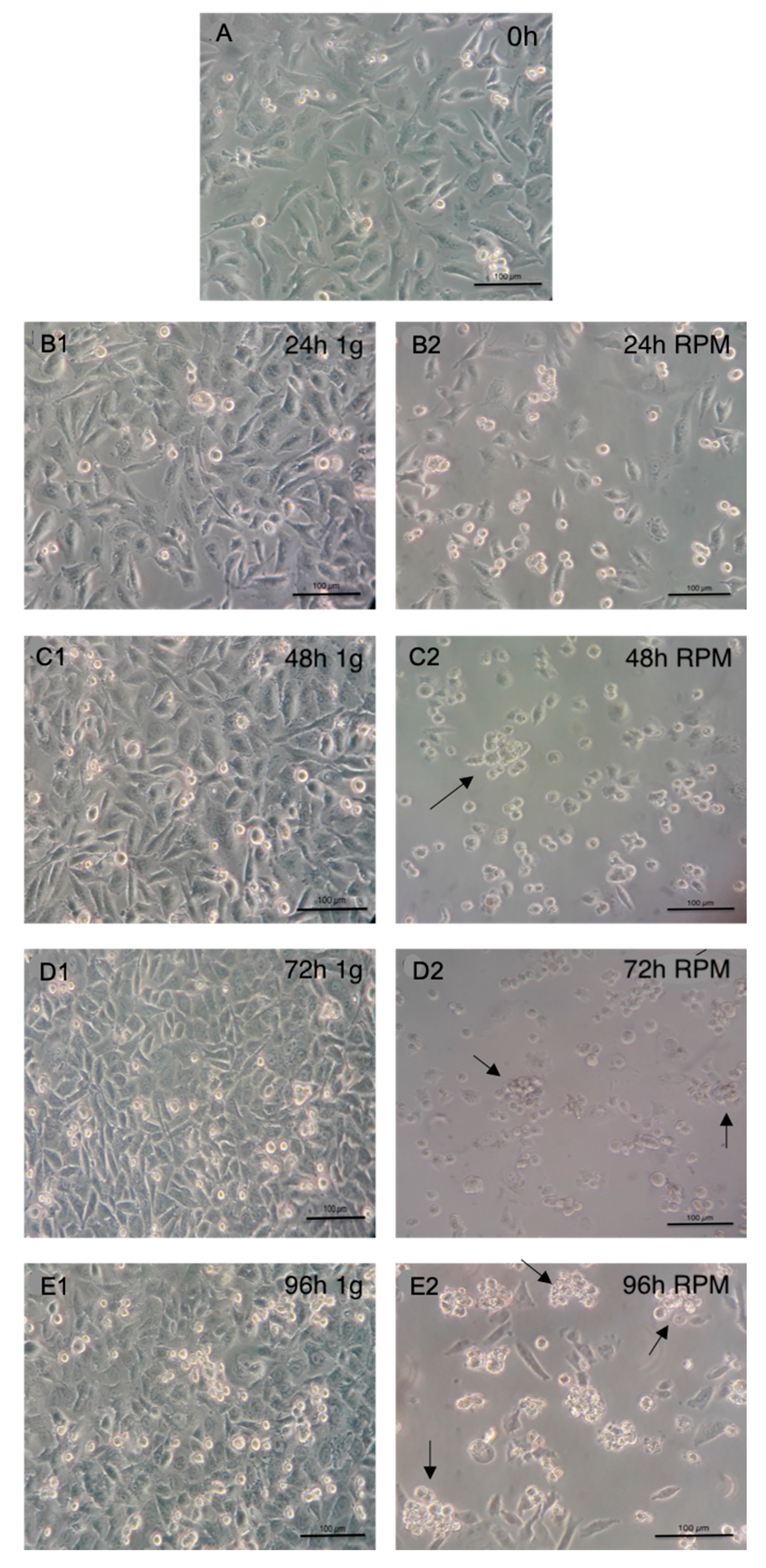 Ijms 20 03601 g001 Ijms 20 03601 g001