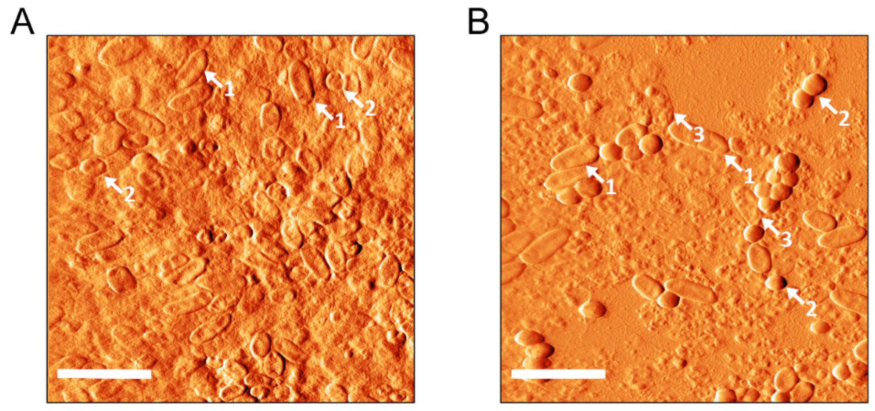Ijms 20 03604 g004 Ijms 20 03604 g004