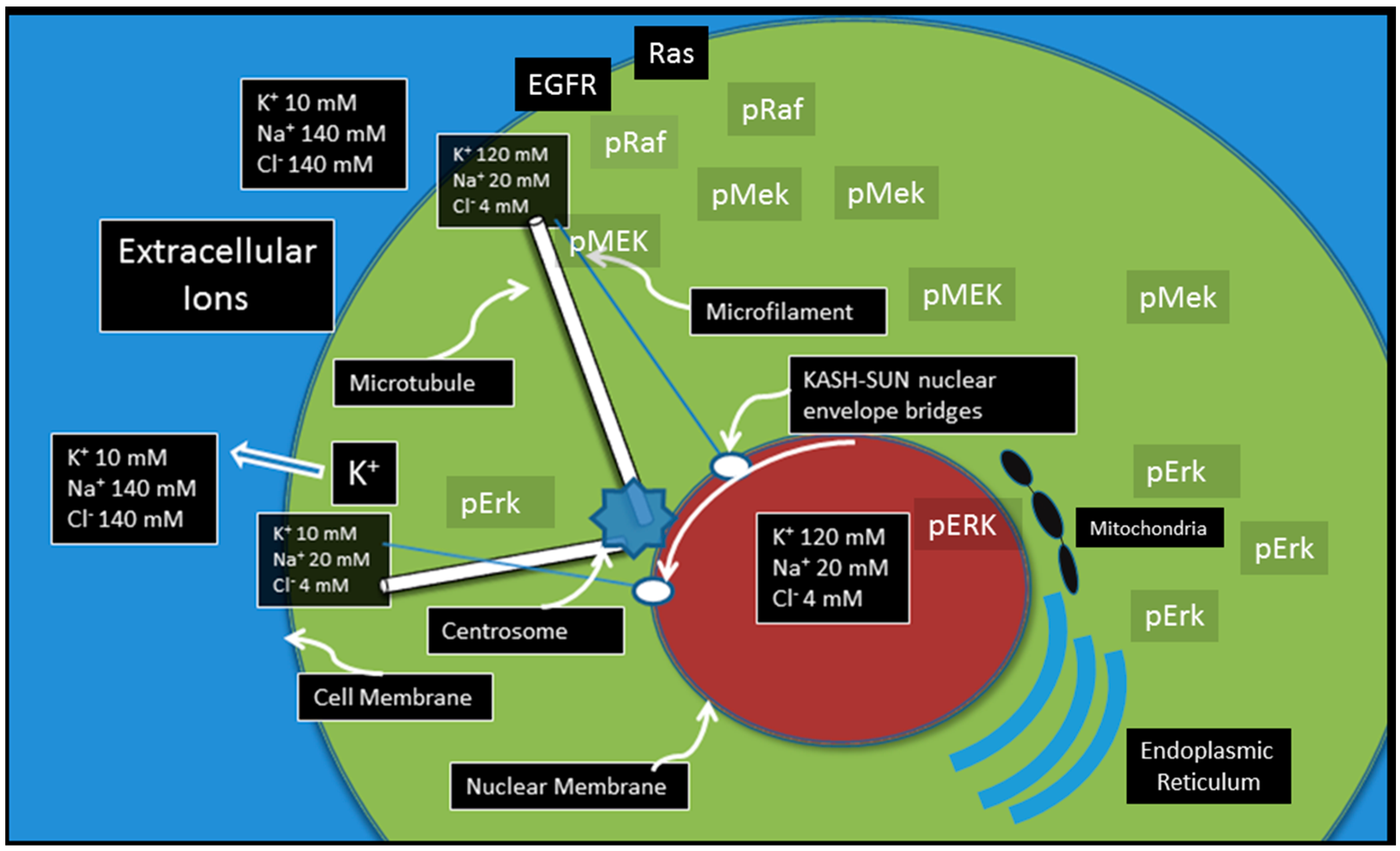 Ijms Free Full Text The Role Of Cell Membrane Information Reception Processing And Communication In The Structure And Function Of Multicellular Tissue