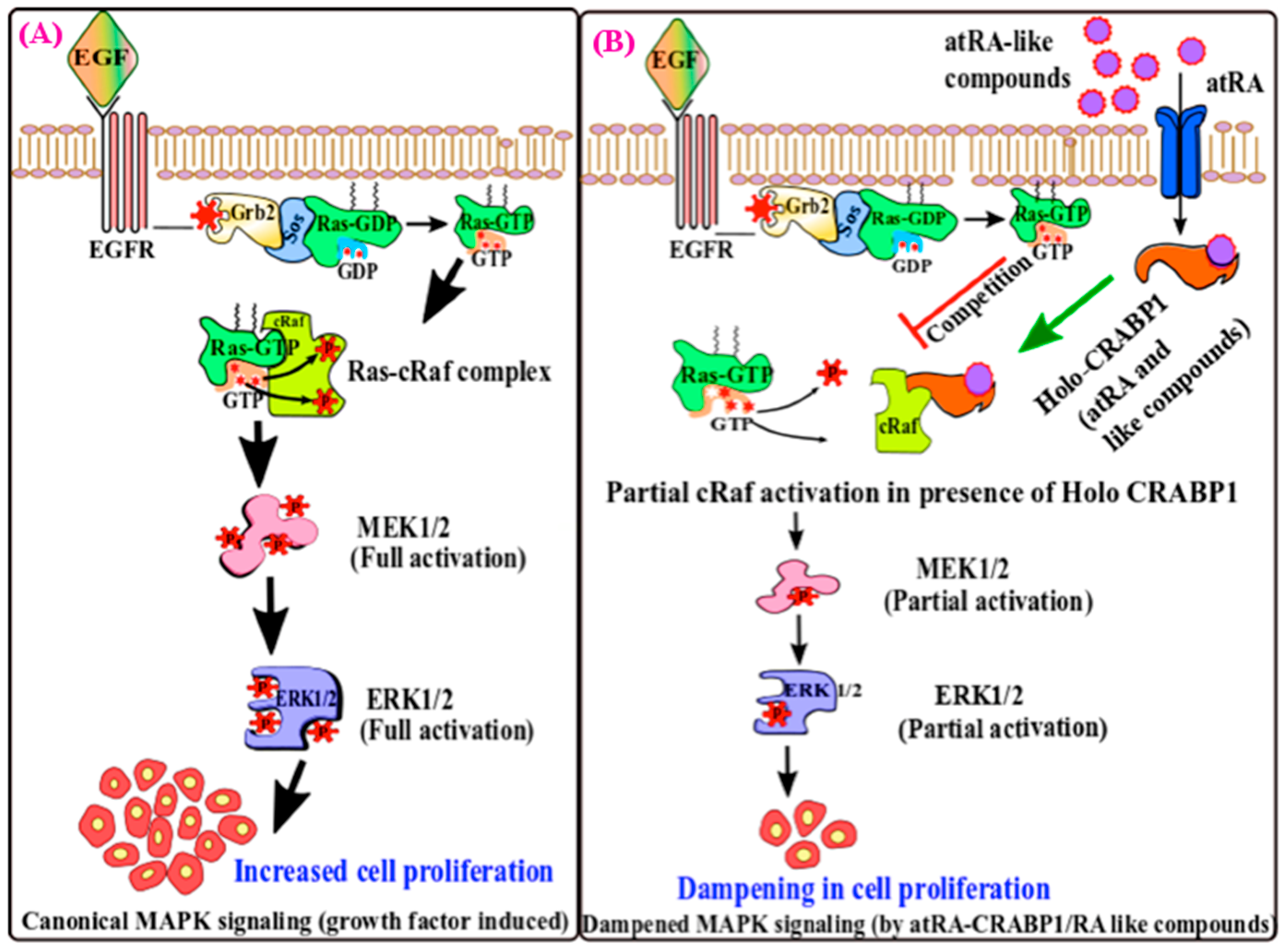 Ijms 20 03610 g001 Ijms 20 03610 g001