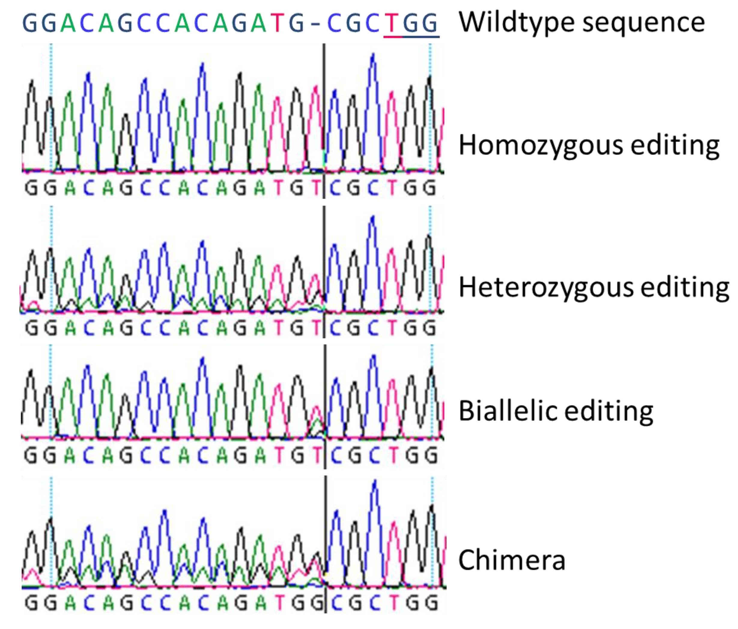 Ijms Free Full Text Evaluating The Efficiency Of Grnas In Crispr Cas9 Mediated Genome Editing In Poplars Html