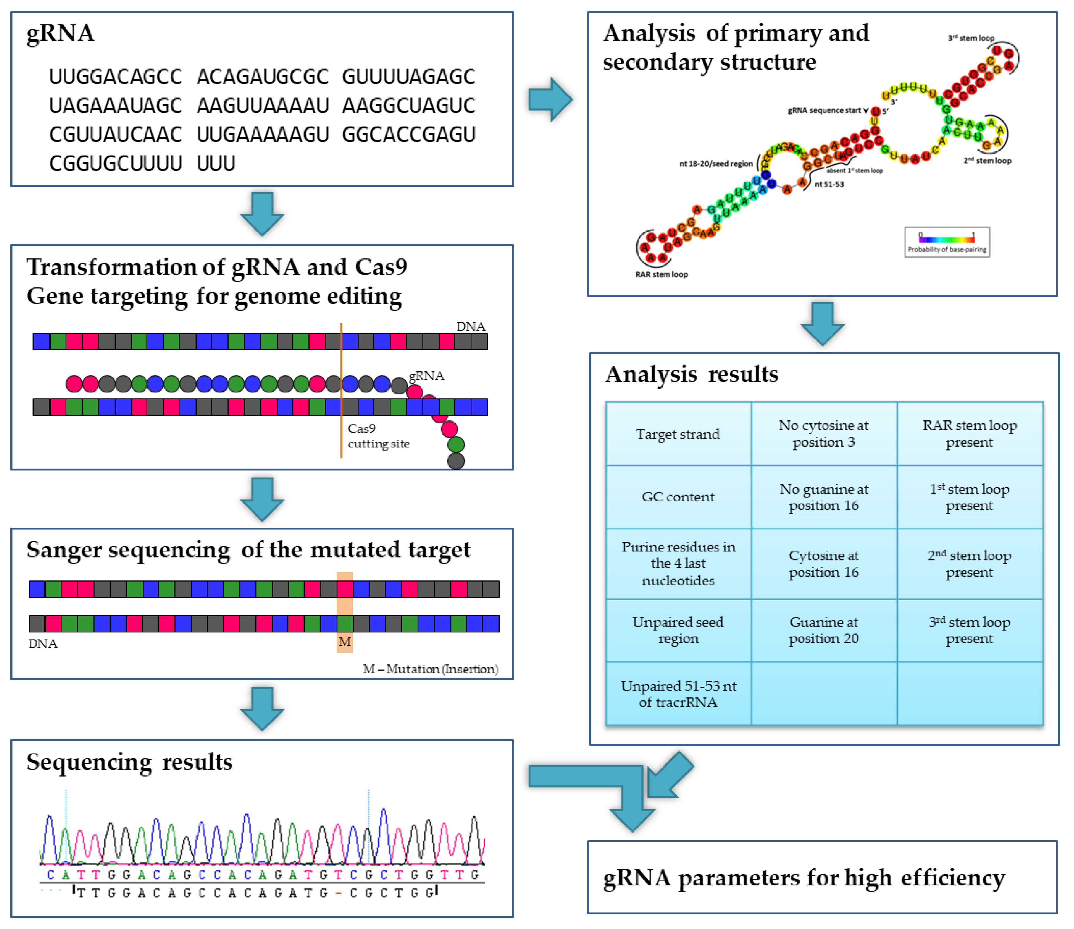 Ijms Free Full Text Evaluating The Efficiency Of Grnas In Crispr Cas9 Mediated Genome Editing In Poplars Html