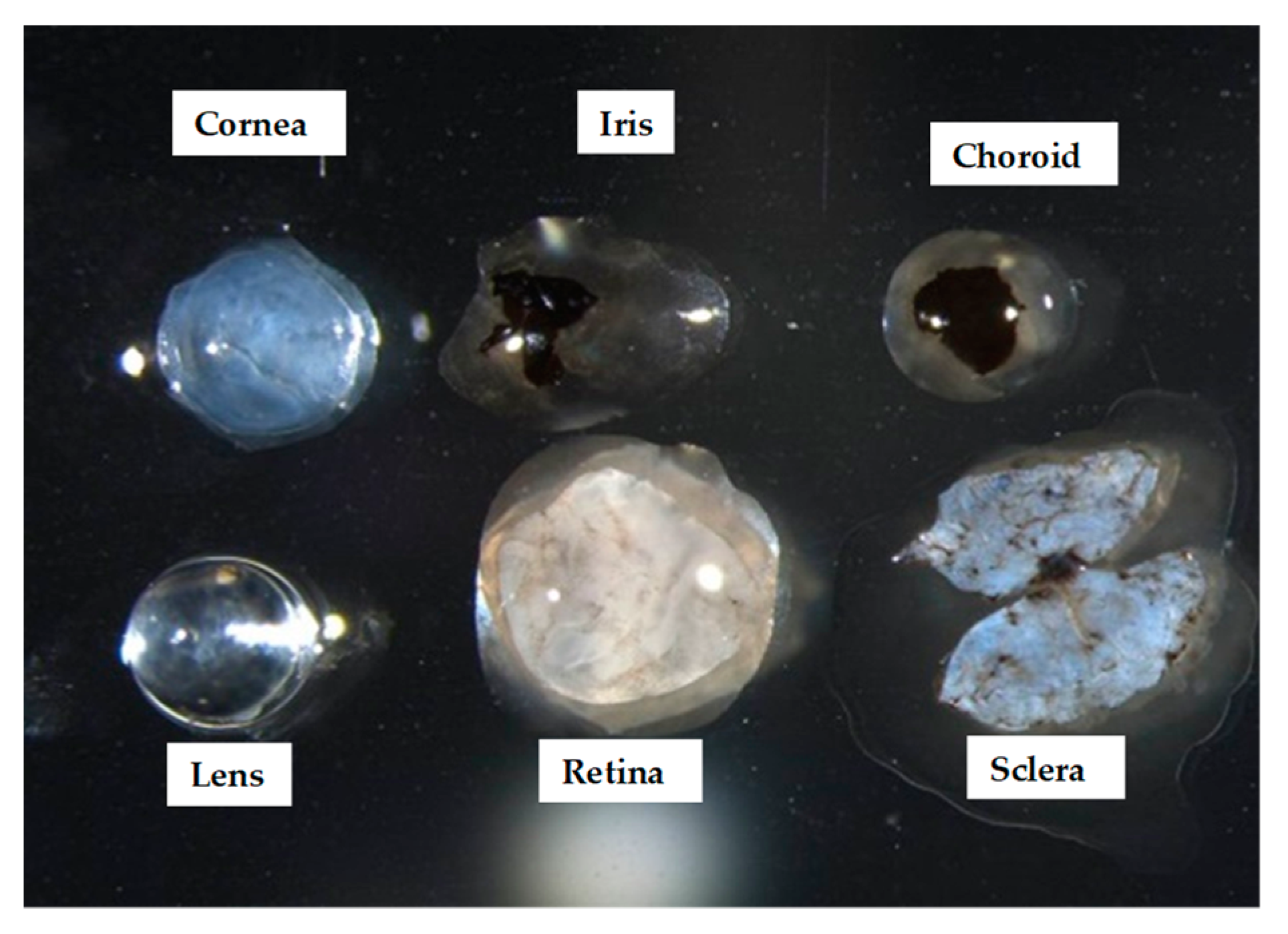 Ijms 20 03629 g003 Ijms 20 03629 g003