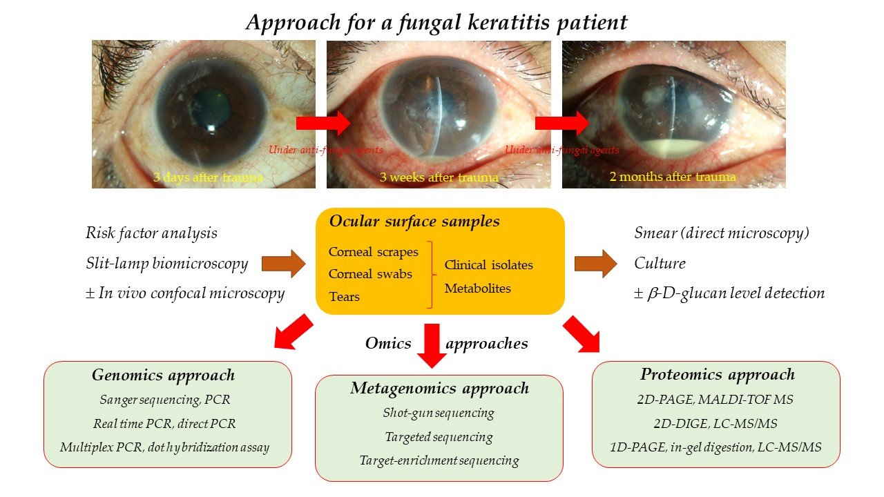 IJMS Free FullText An Omics Approach to Diagnosing or