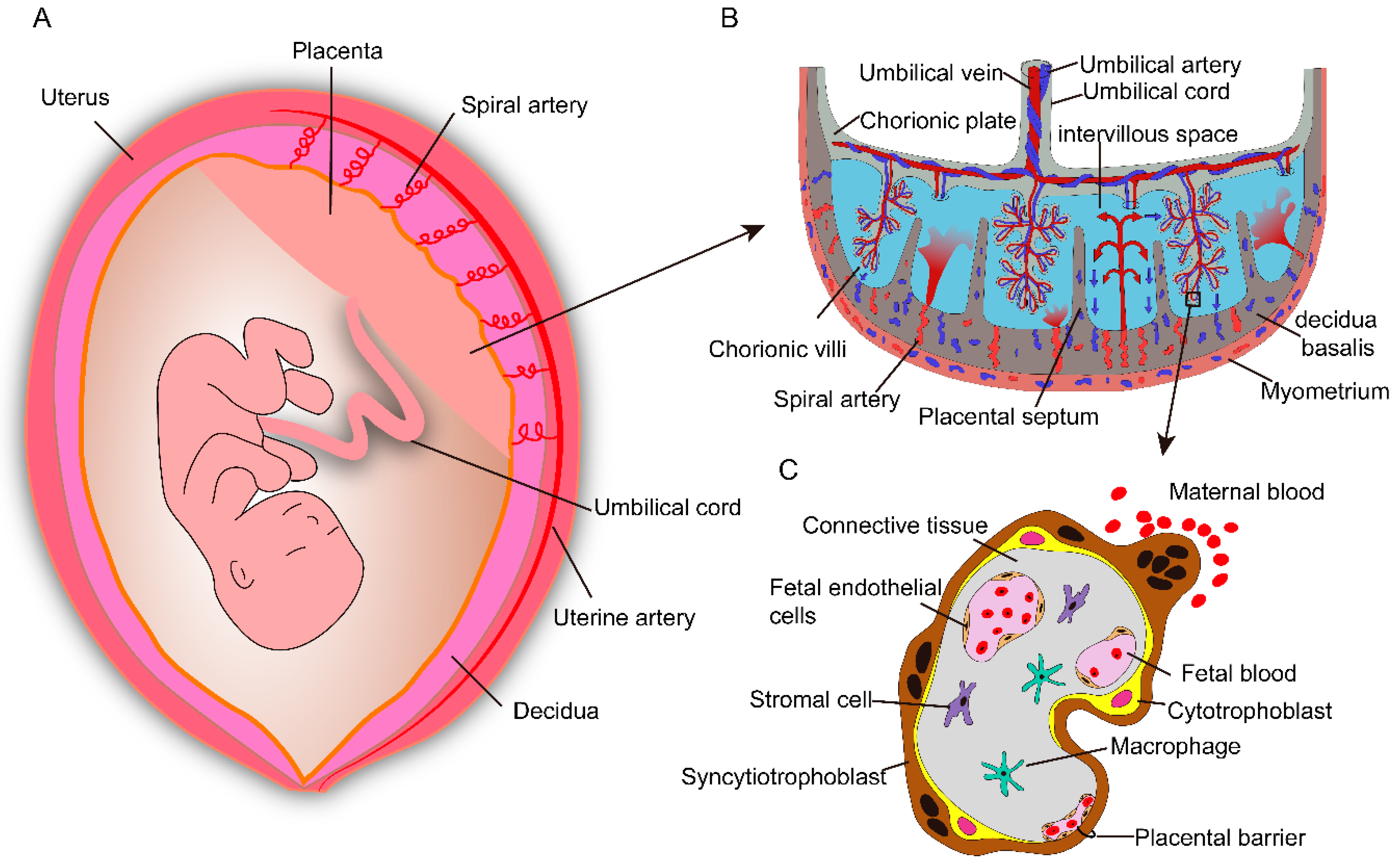 different types of placental presentation