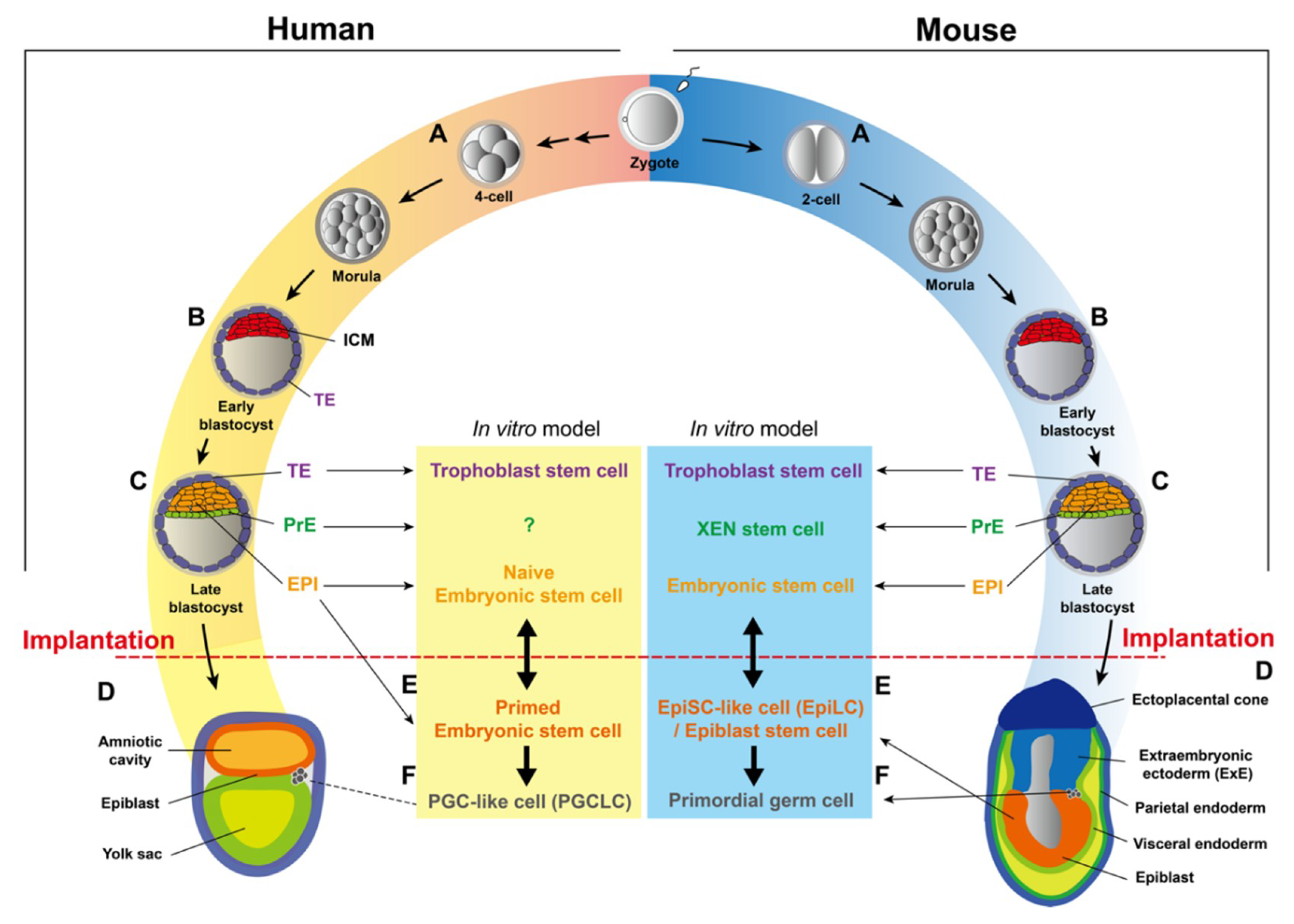 Ijms Free Full Text Roles Of Micrornas In Establishing - 