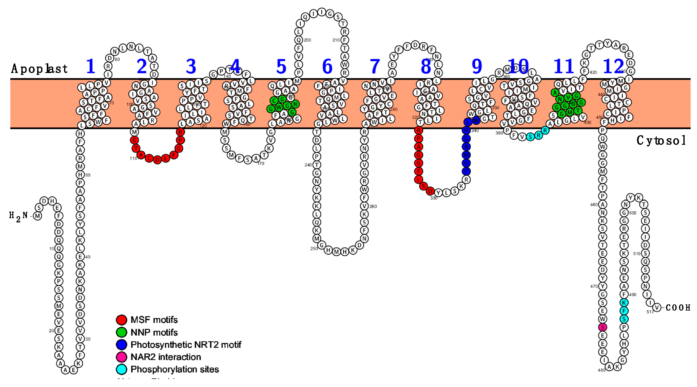 Ijms 20 03650 g001 Ijms 20 03650 g001