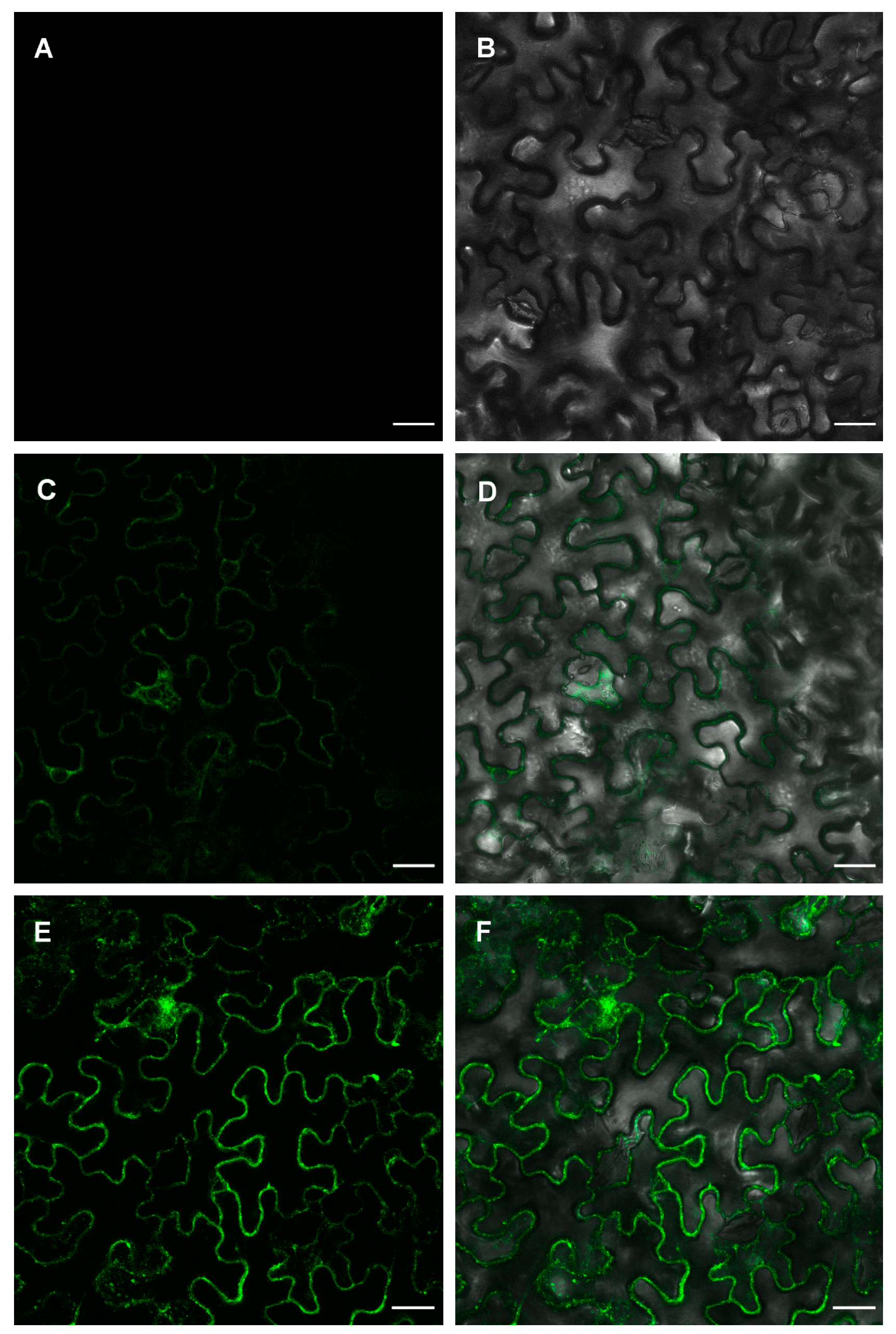 Ijms 20 03650 g003 Ijms 20 03650 g003
