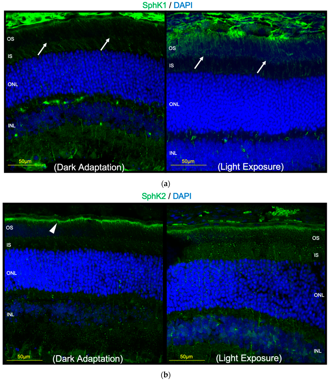 Ijms 20 03670 g005 Ijms 20 03670 g005