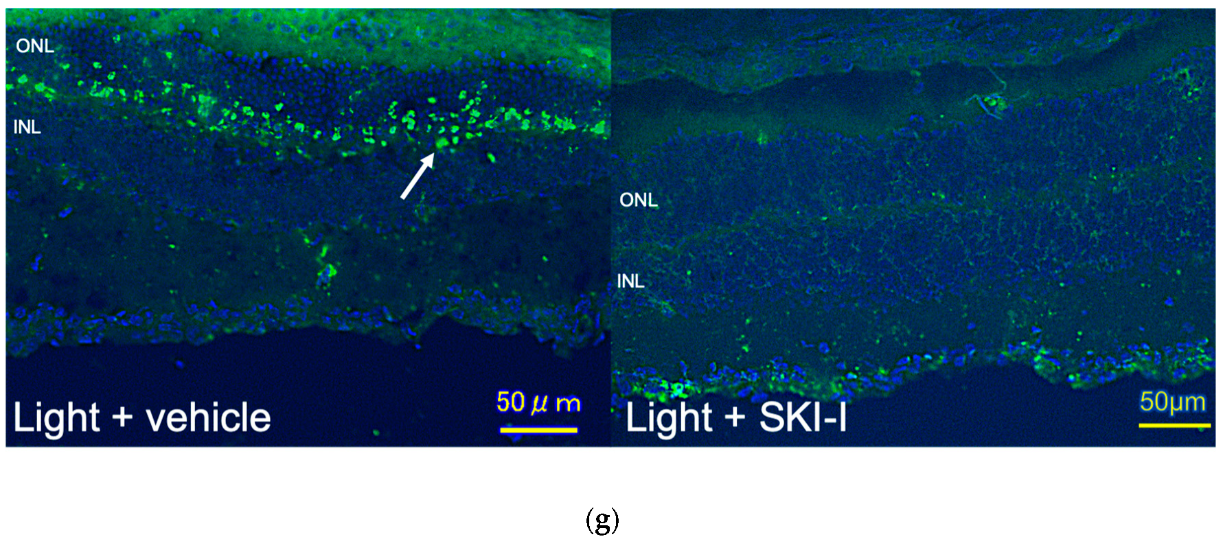 Ijms 20 03670 g008d Ijms 20 03670 g008d