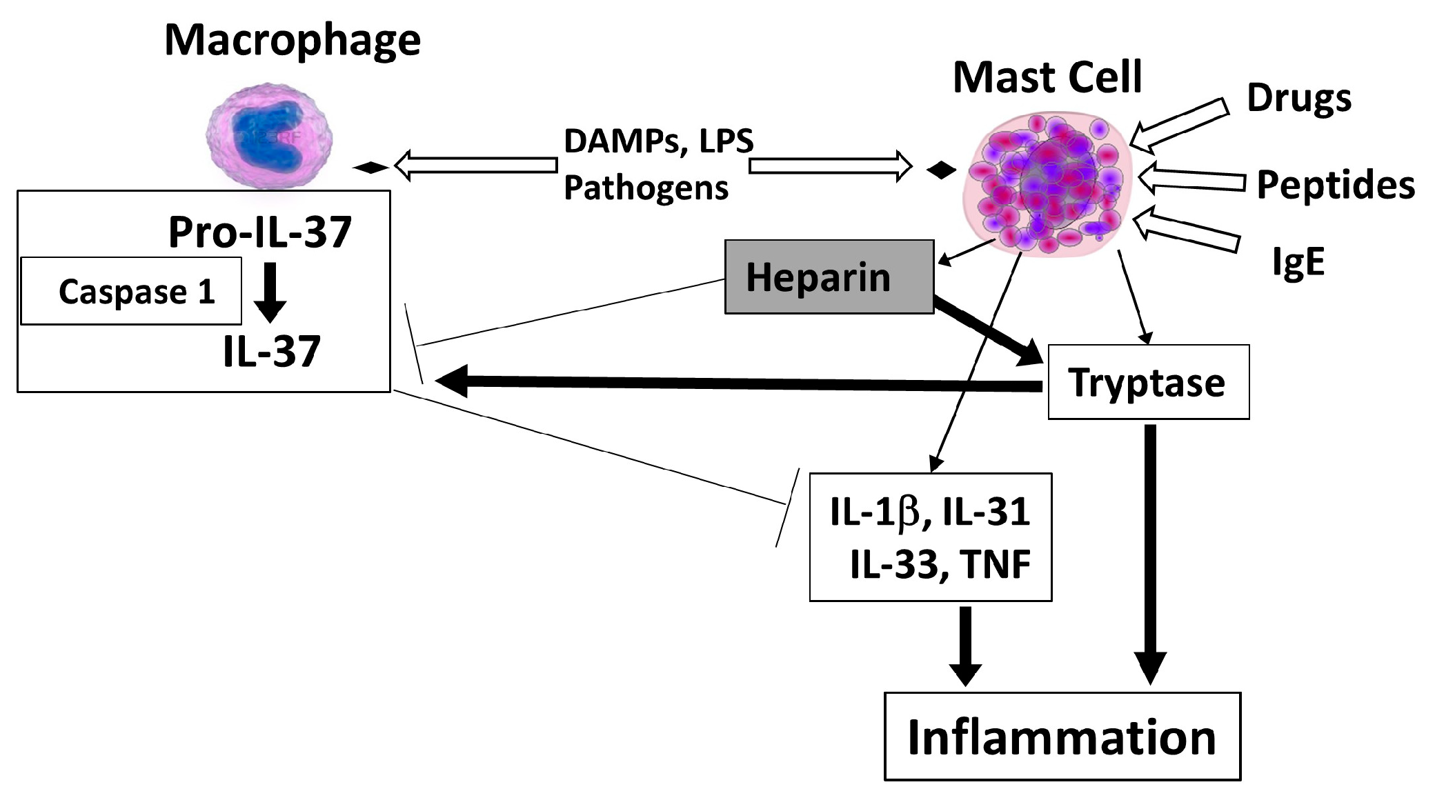 Ijms 20 03701 g001