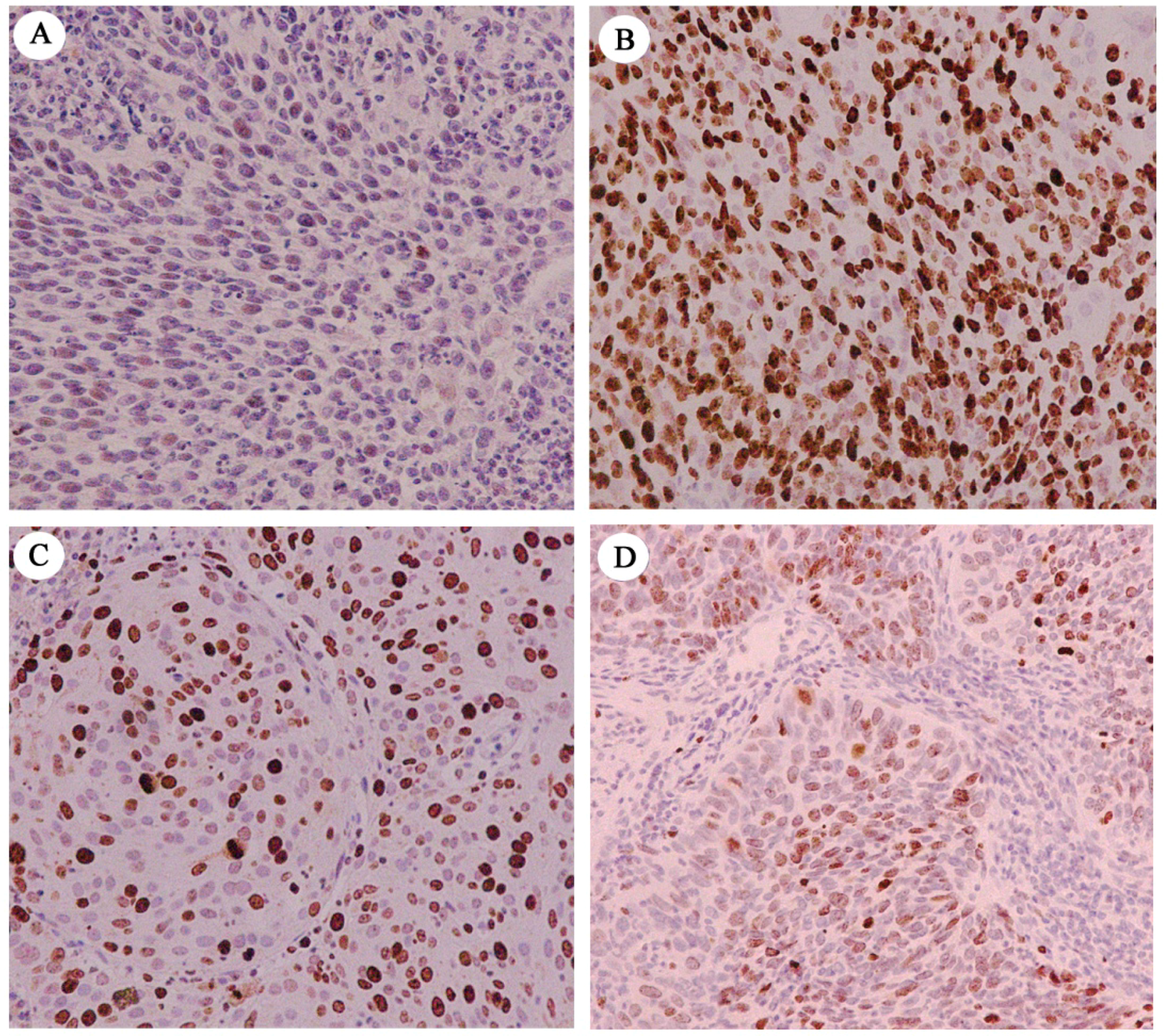 Ijms 20 03705 g001 Ijms 20 03705 g001