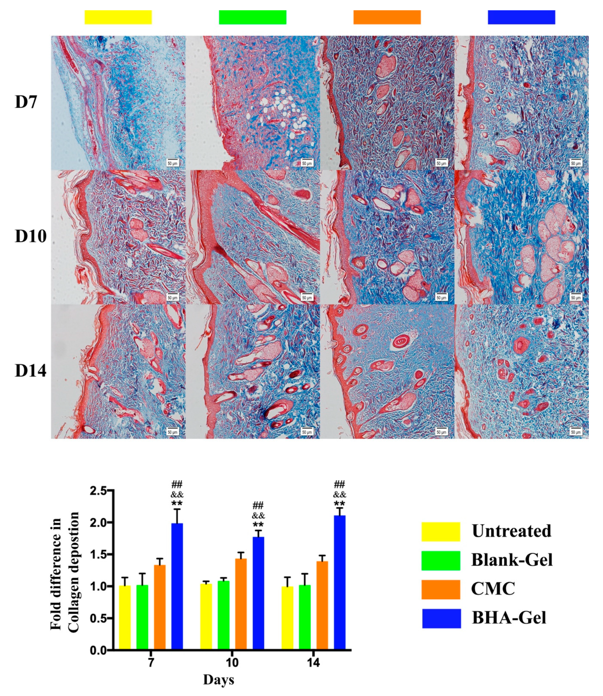 Ijms Free Full Text A Low Molecular Weight Hyaluronic Acid Derivative Accelerates Excisional Wound Healing By Modulating Pro Inflammation Promoting Epithelialization And Neovascularization And Remodeling Collagen Html Ijms Free Full Text A Low Molecular Weight Hyaluronic Acid Derivative Accelerates Excisional Wound Healing By Modulating Pro Inflammation Promoting Epithelialization And Neovascularization And Remodeling Collagen Html
