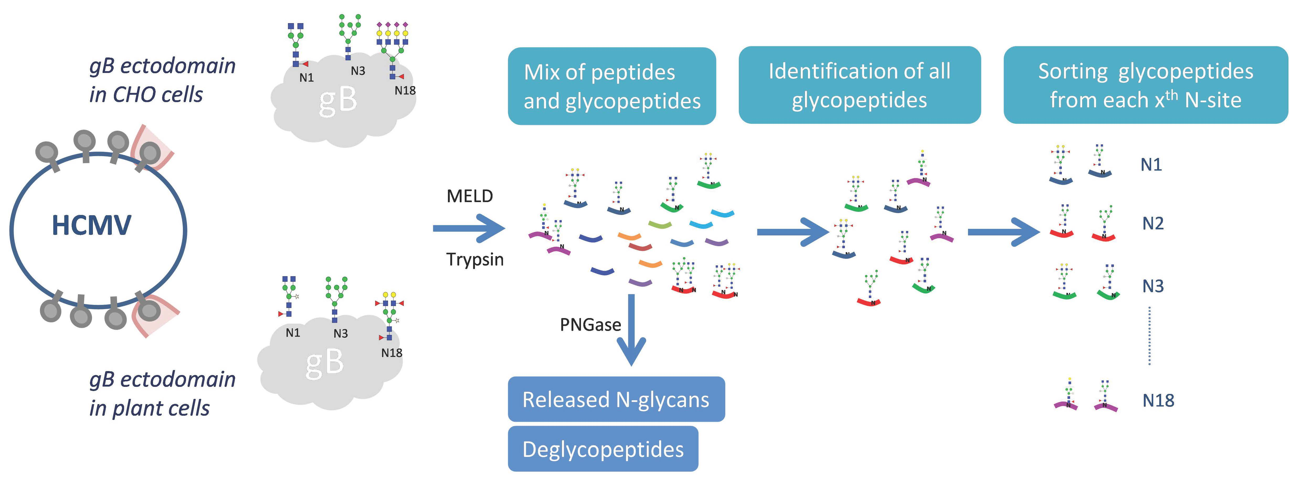 IJMS Free FullText Exploring the NGlycosylation Profile of Glycoprotein B from Human