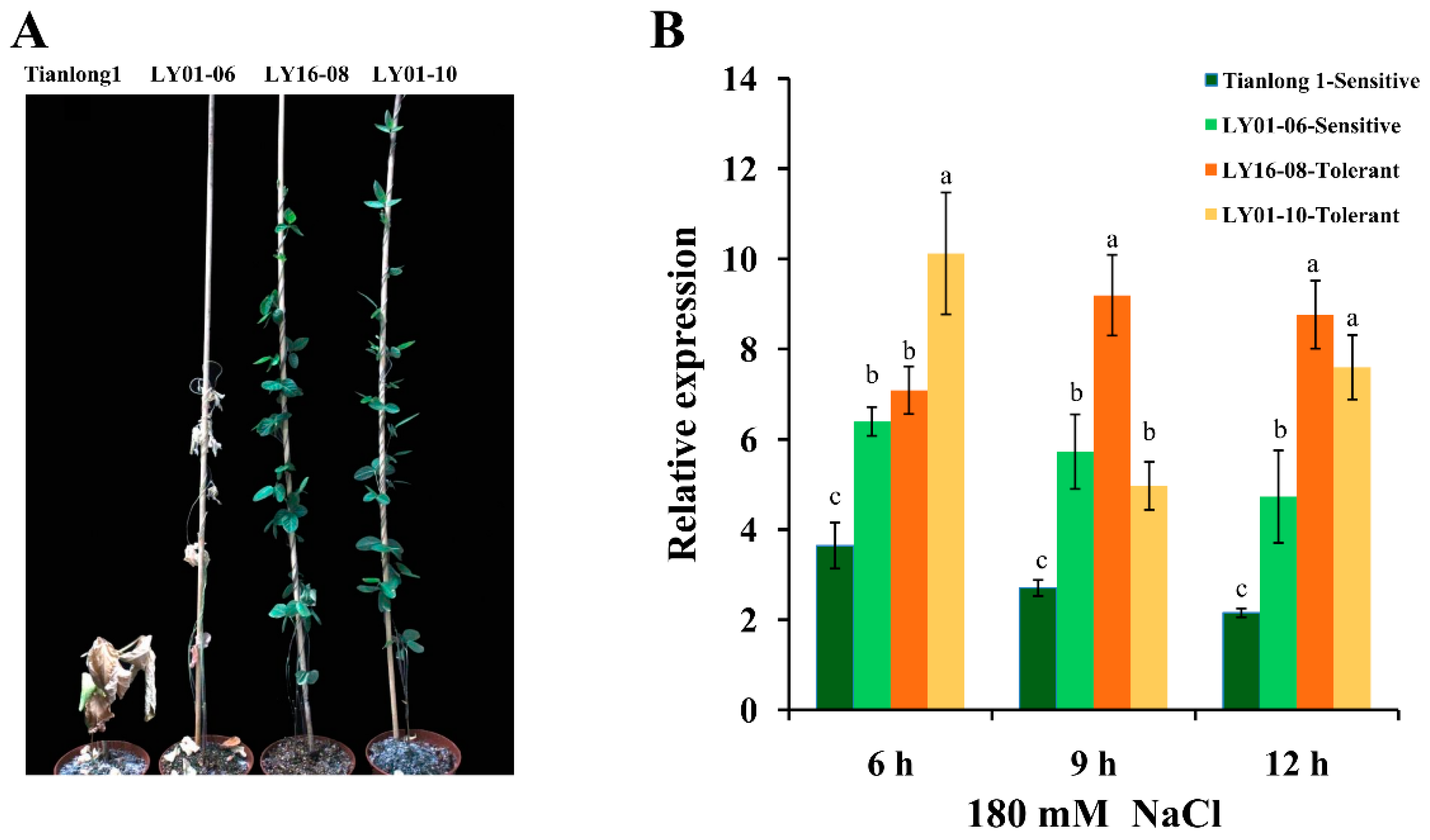 Ijms 20 03745 g002 Ijms 20 03745 g002