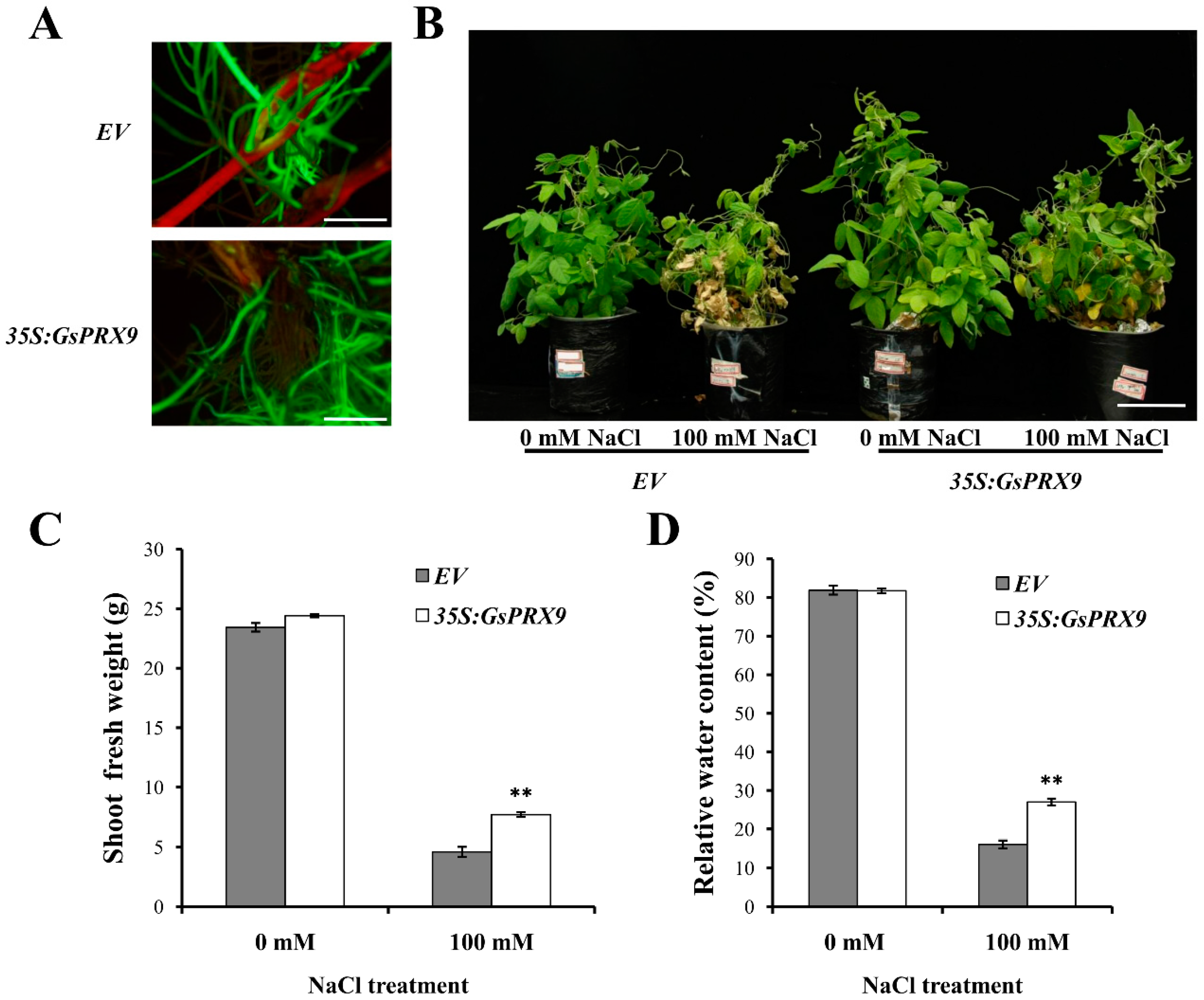 Ijms 20 03745 g004 Ijms 20 03745 g004