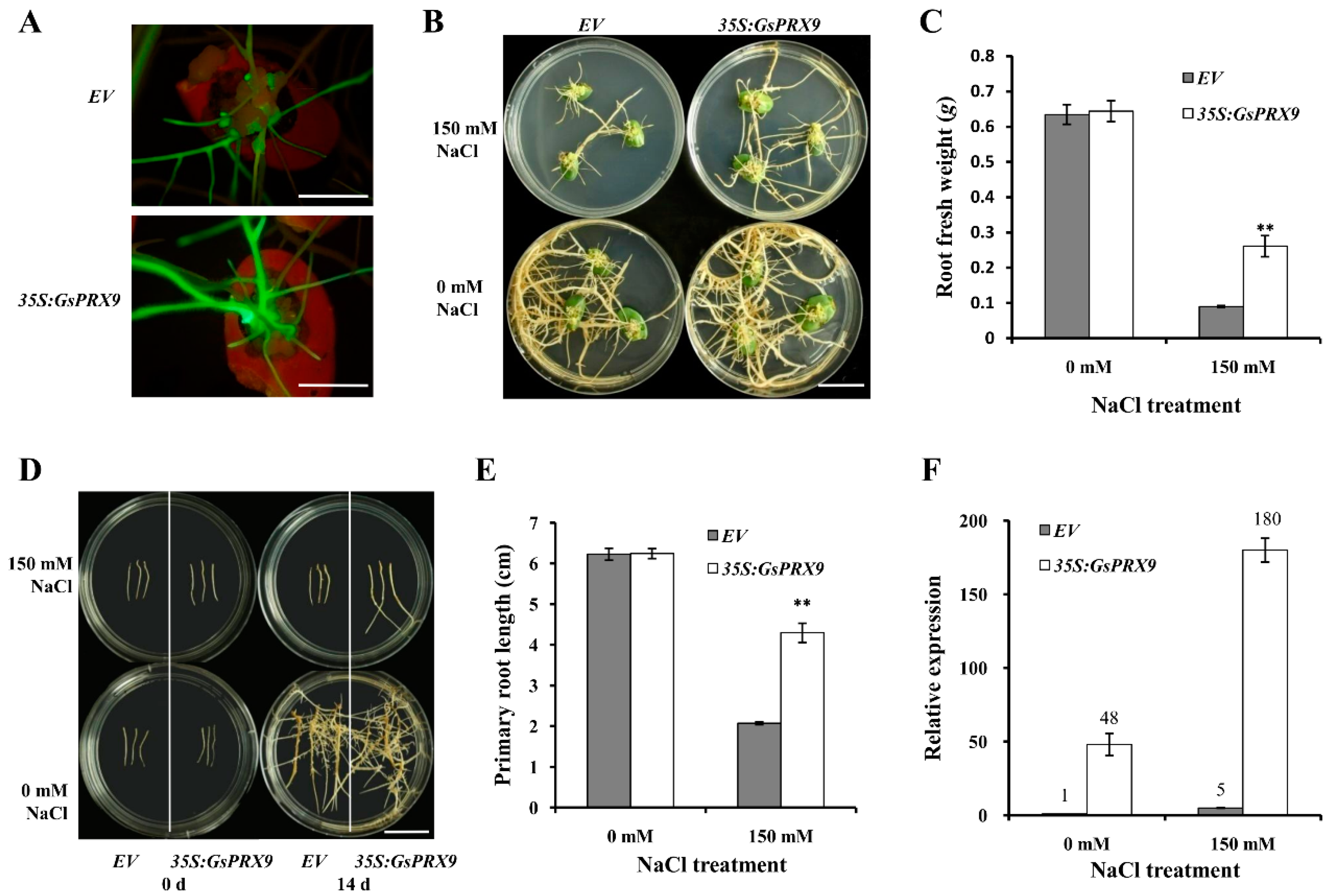 Ijms 20 03745 g005 Ijms 20 03745 g005