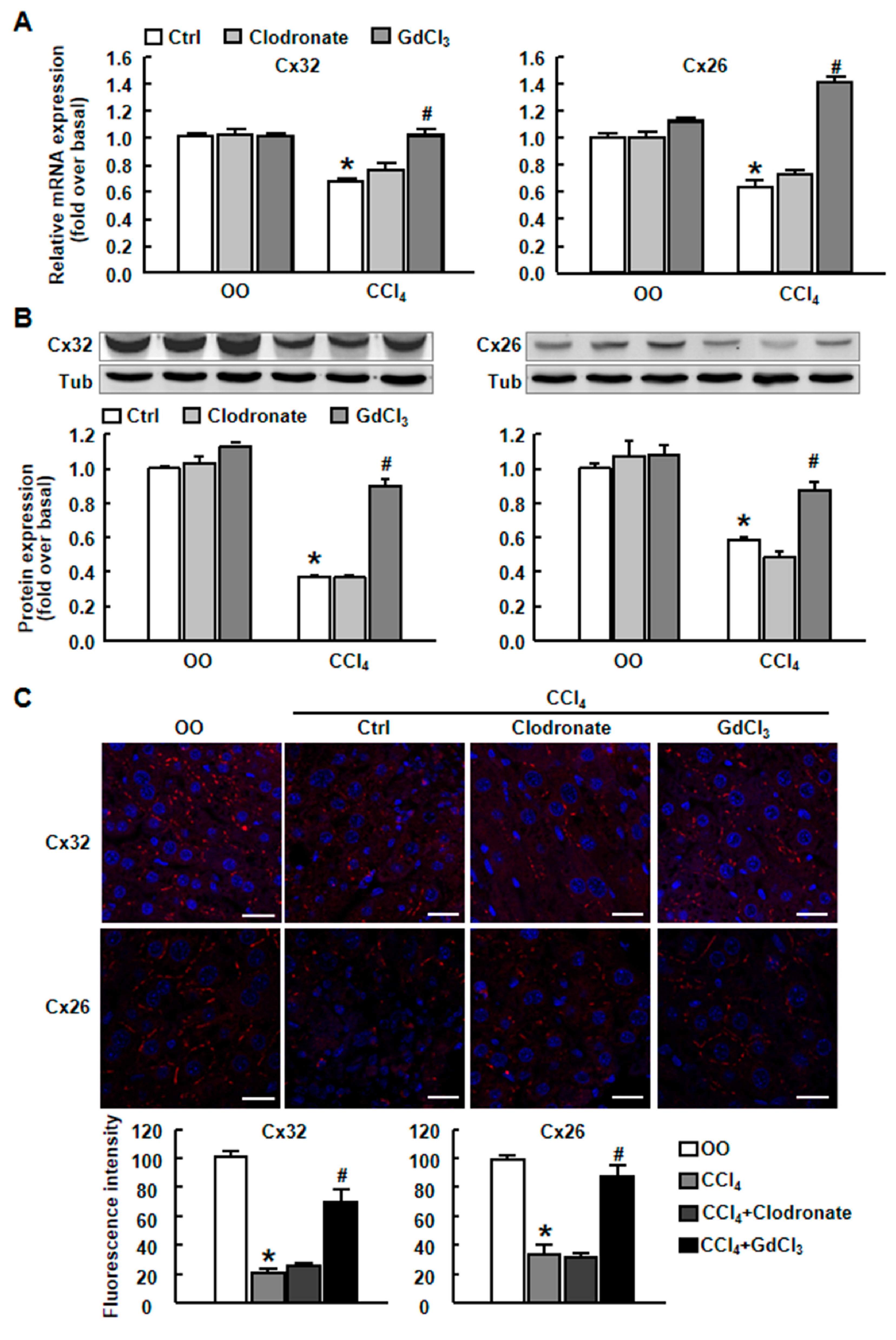 Ijms 20 03748 g005 Ijms 20 03748 g005