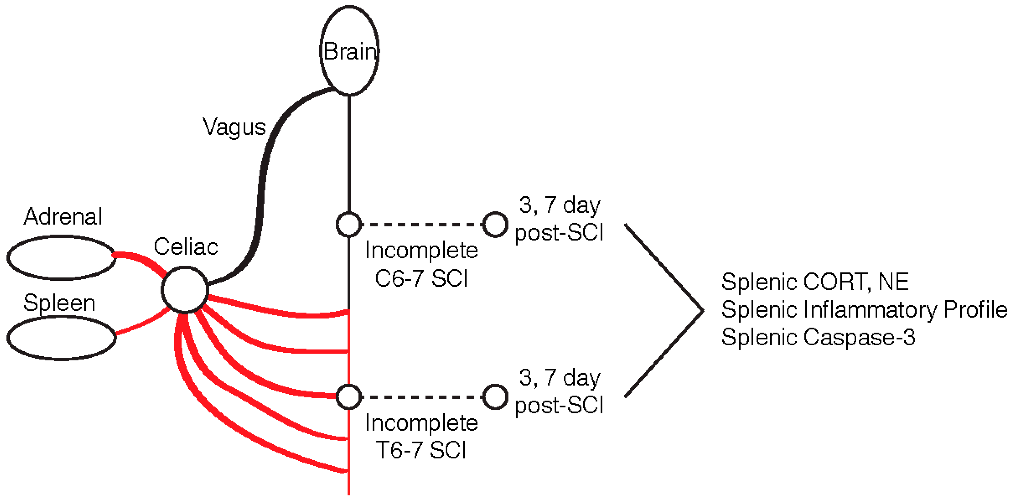 Ijms 20 03762 g001 Ijms 20 03762 g001