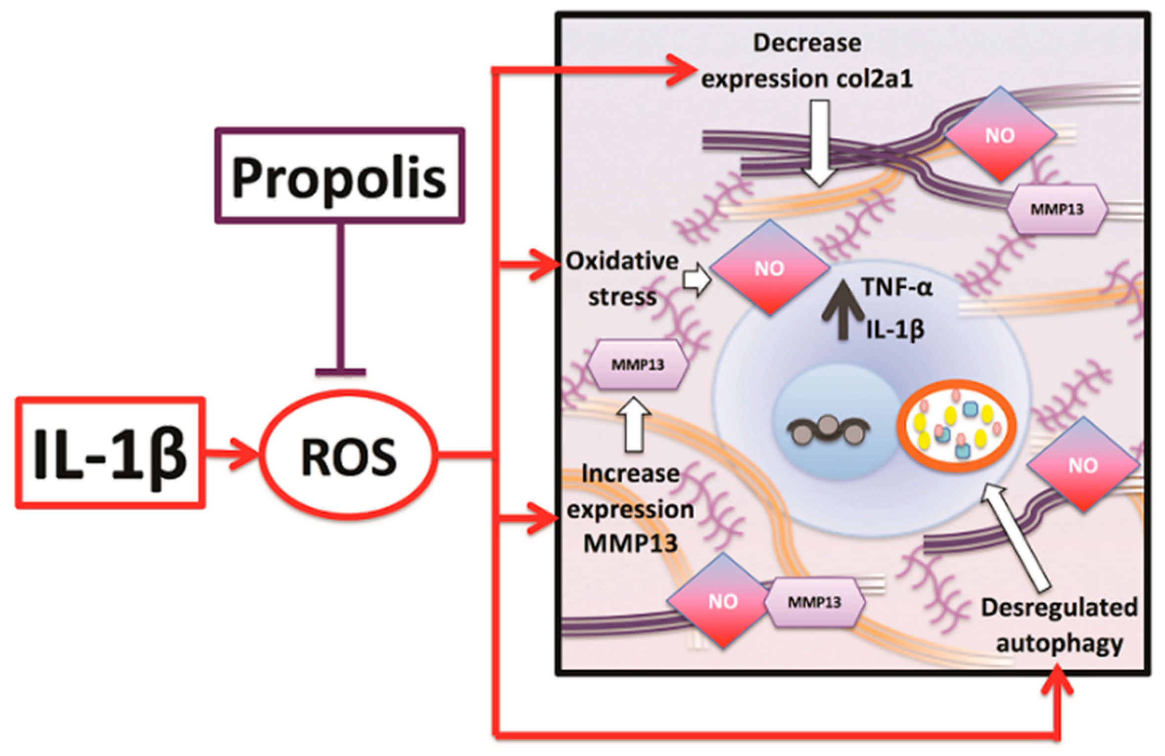 Ijms 20 03768 g007 Ijms 20 03768 g007
