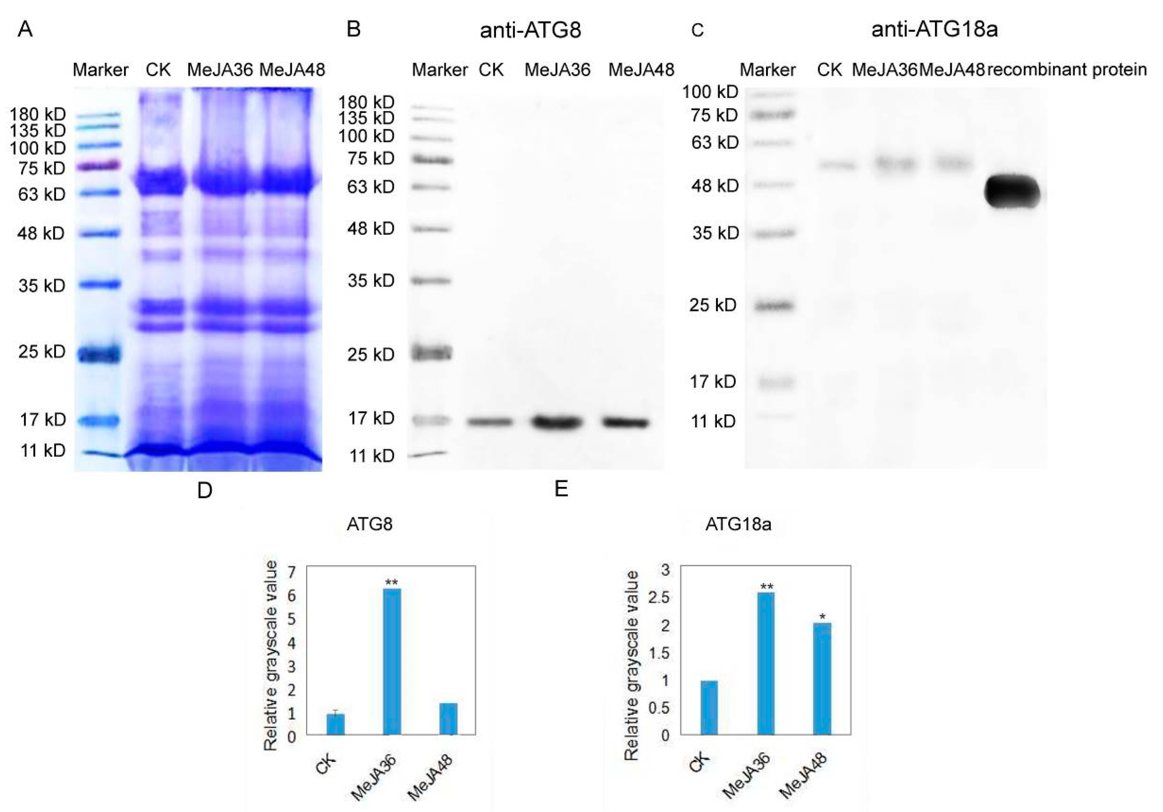 Ijms 20 03770 g005 Ijms 20 03770 g005
