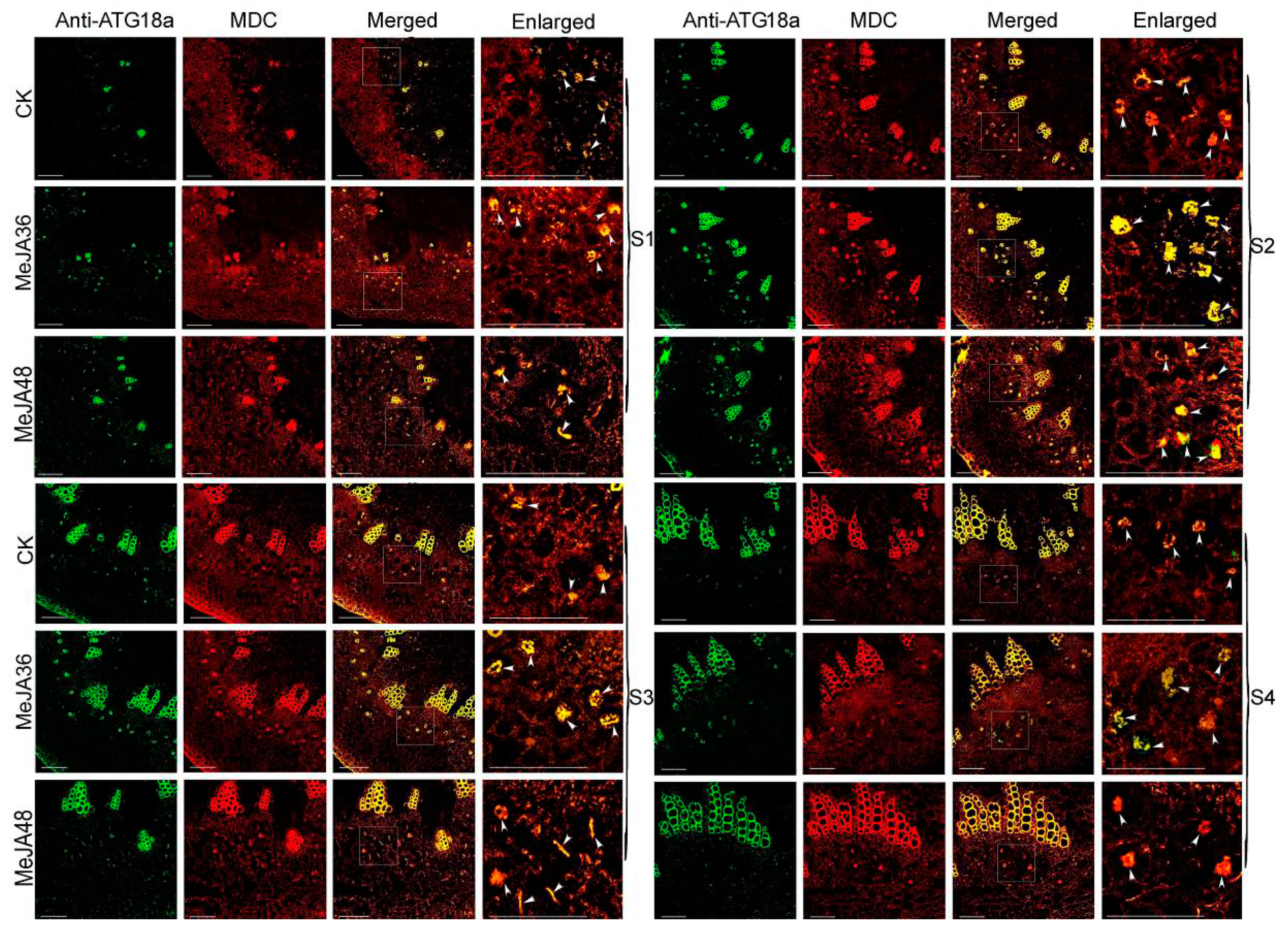 Ijms 20 03770 g007 Ijms 20 03770 g007