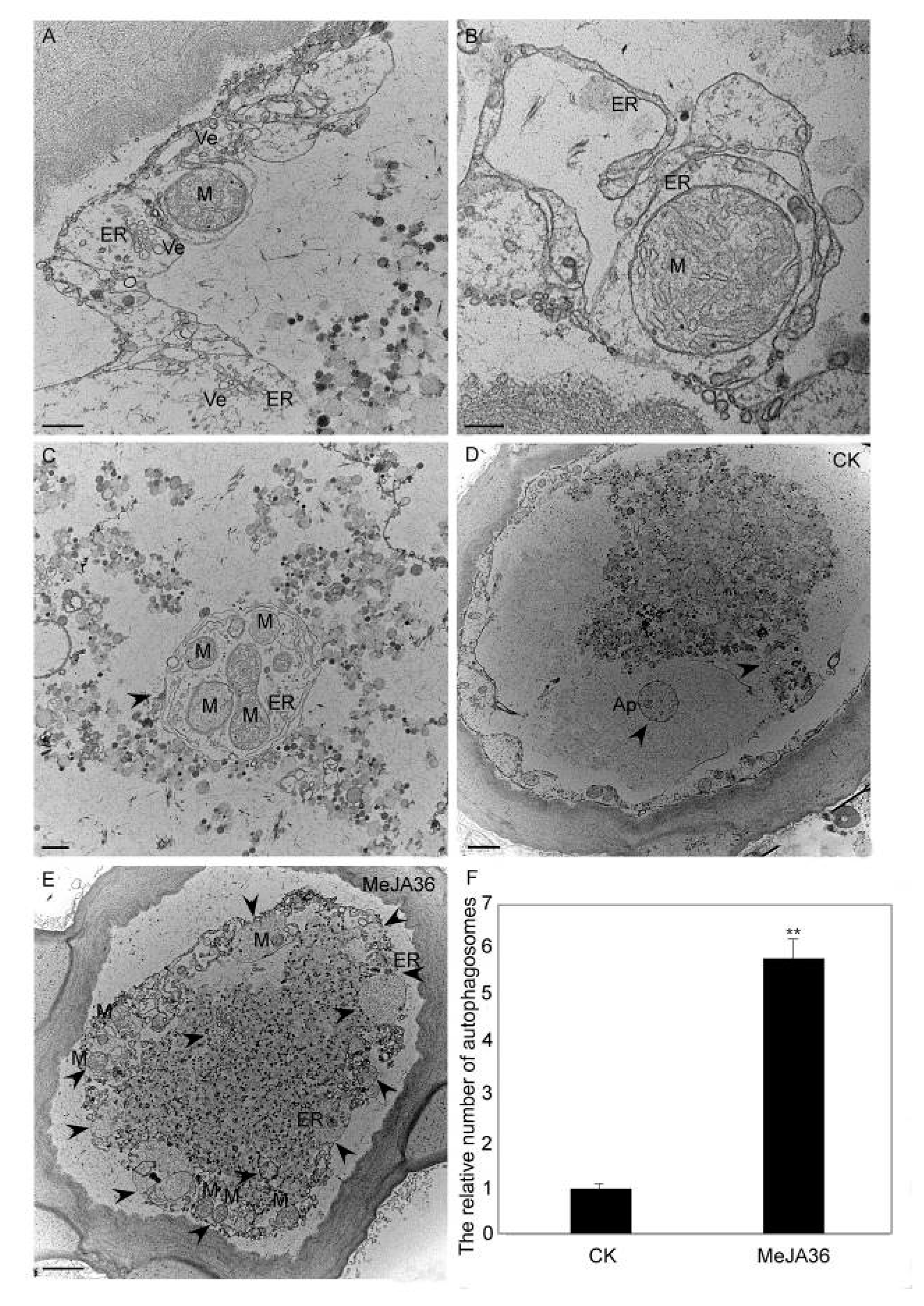 Ijms 20 03770 g009 Ijms 20 03770 g009
