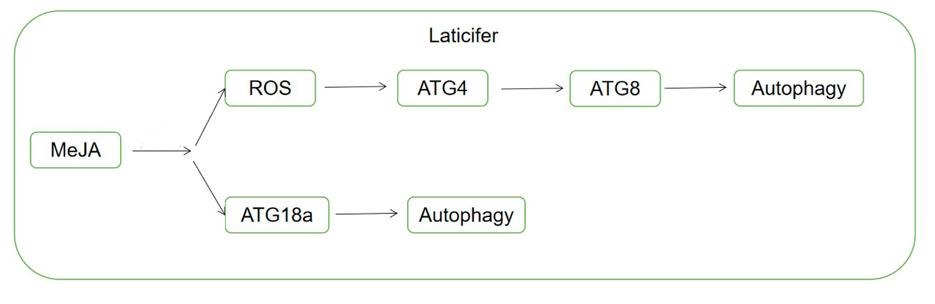Ijms 20 03770 g010 Ijms 20 03770 g010