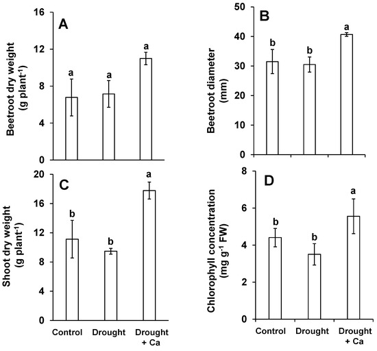 Ijms Free Full Text Calcium Application Enhances Drought Stress Tolerance In Sugar Beet And Promotes Plant Biomass And Beetroot Sucrose Concentration Html
