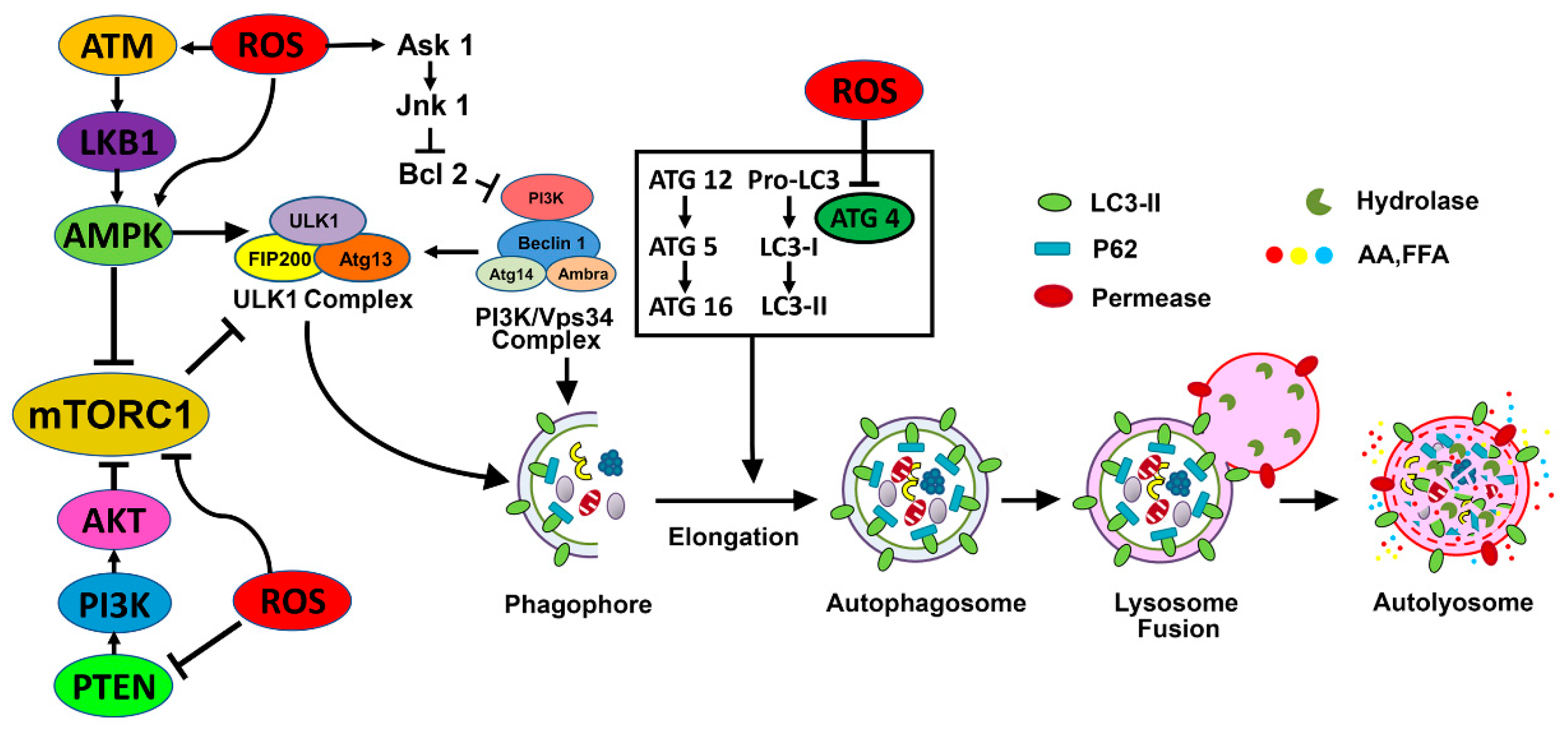 Ijms 20 03791 g002 Ijms 20 03791 g002
