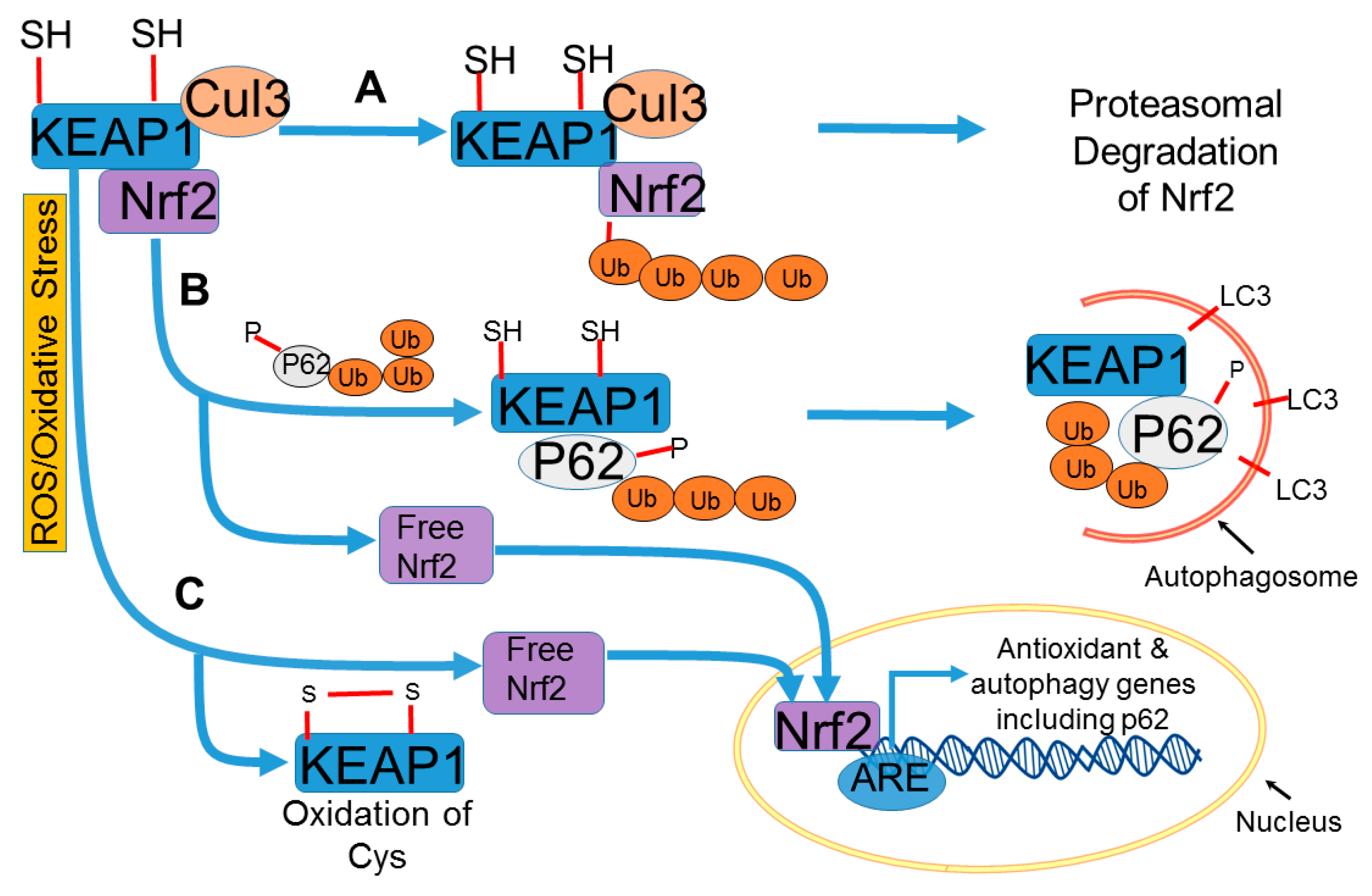 Ijms 20 03791 g003 Ijms 20 03791 g003