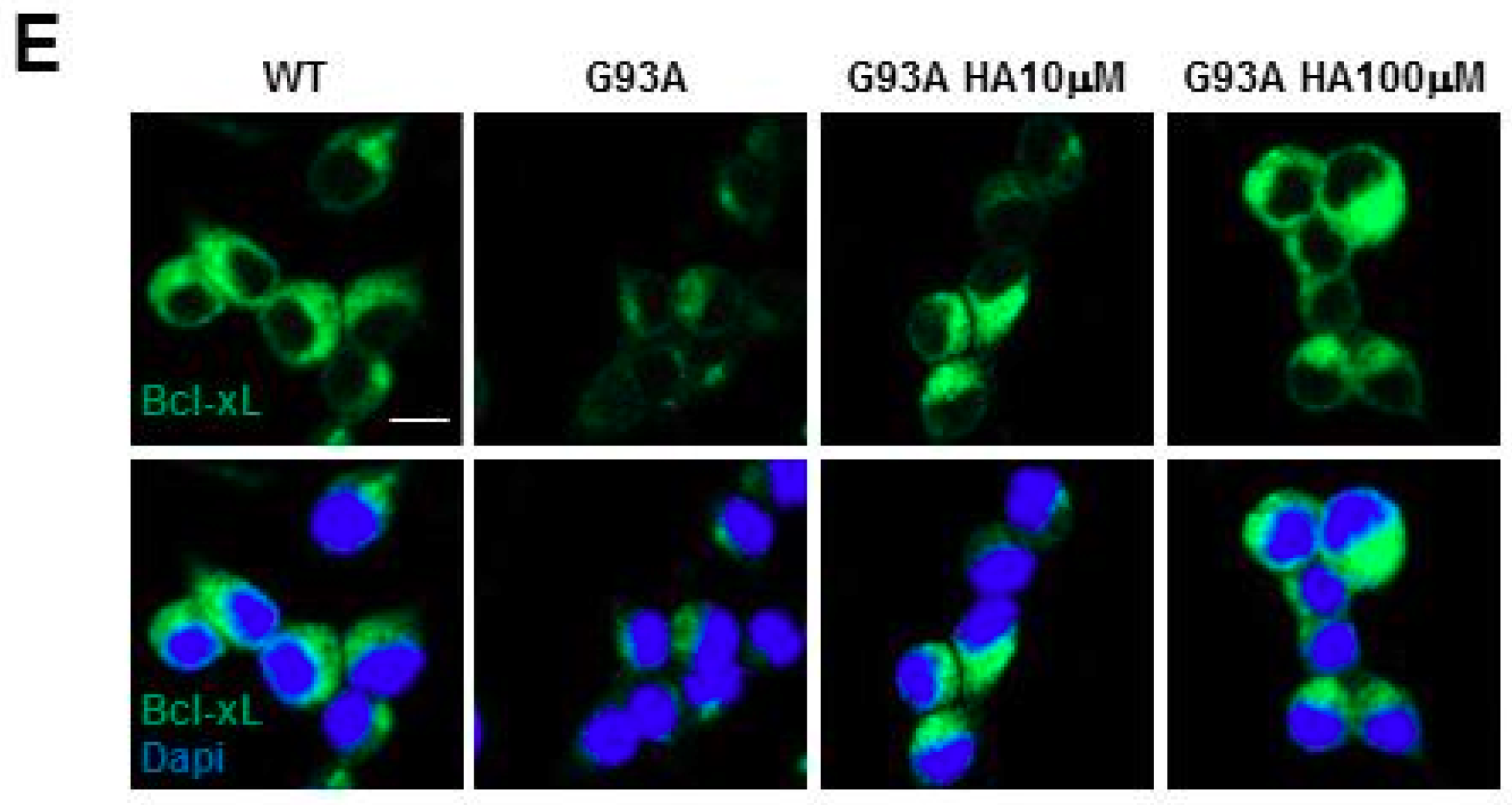 Ijms 20 03793 g002b Ijms 20 03793 g002b