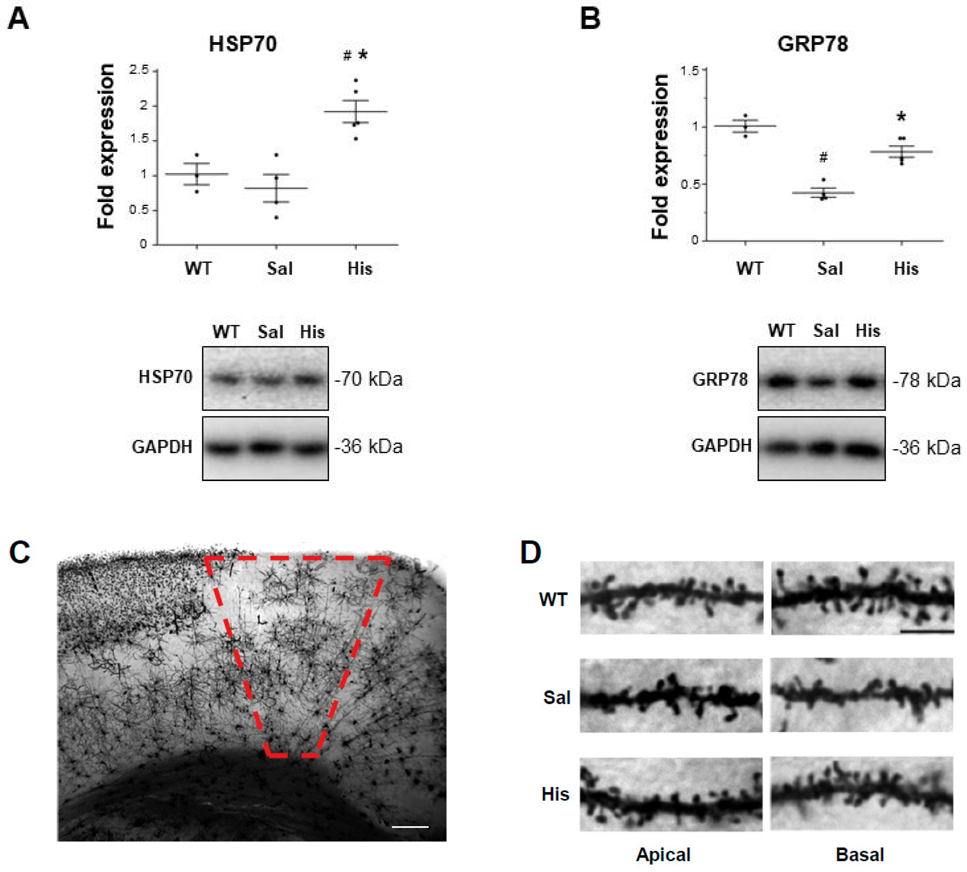 Ijms 20 03793 g004a Ijms 20 03793 g004a