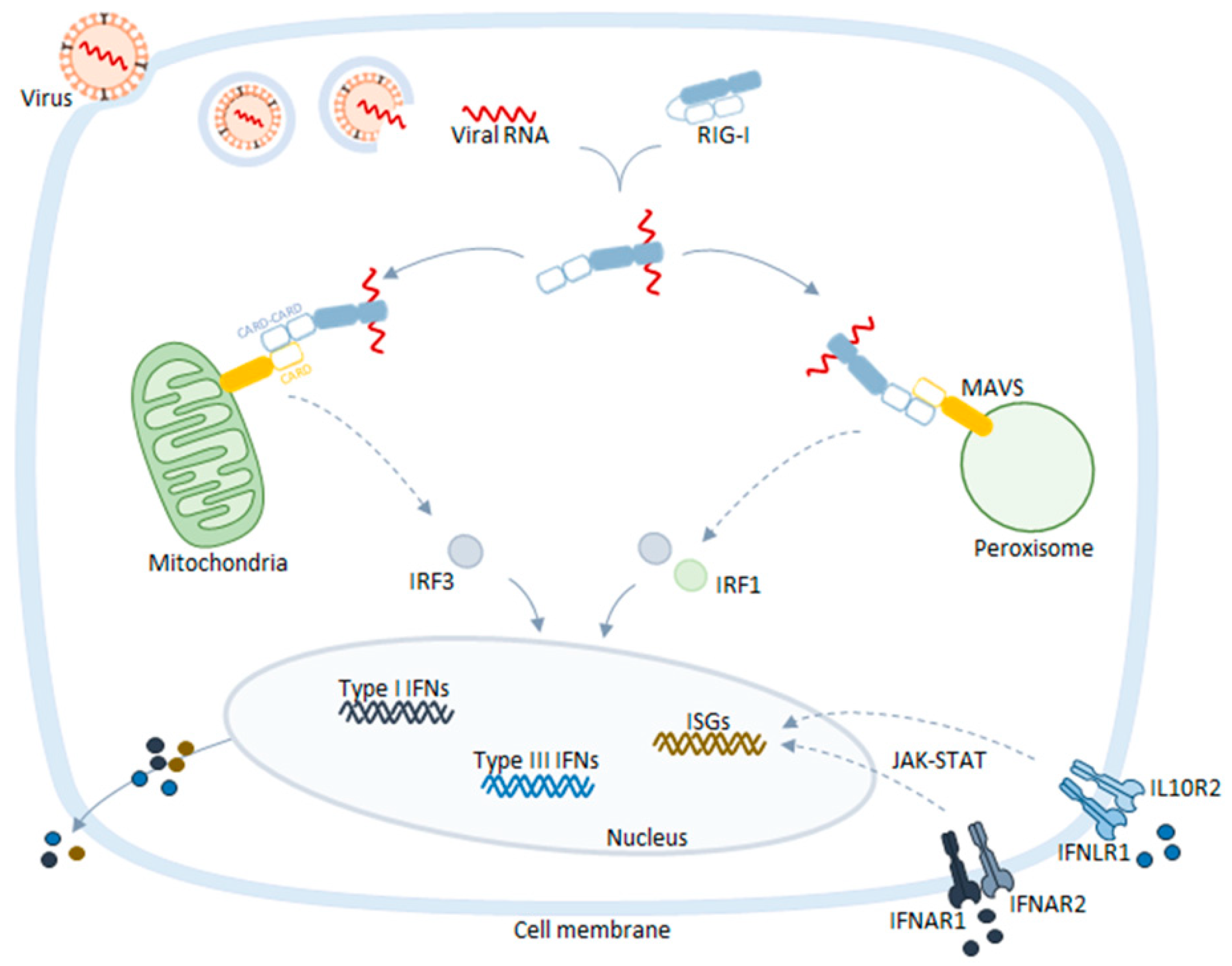 IJMS | Free Full-Text | Peroxisomes and Innate Immunity: Antiviral