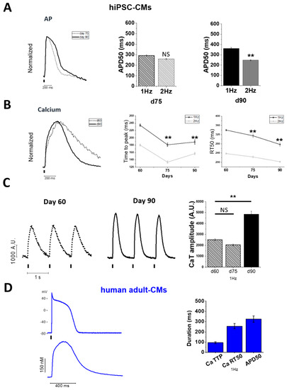Optical Investigation of Action Potential and Calcium Handling ...