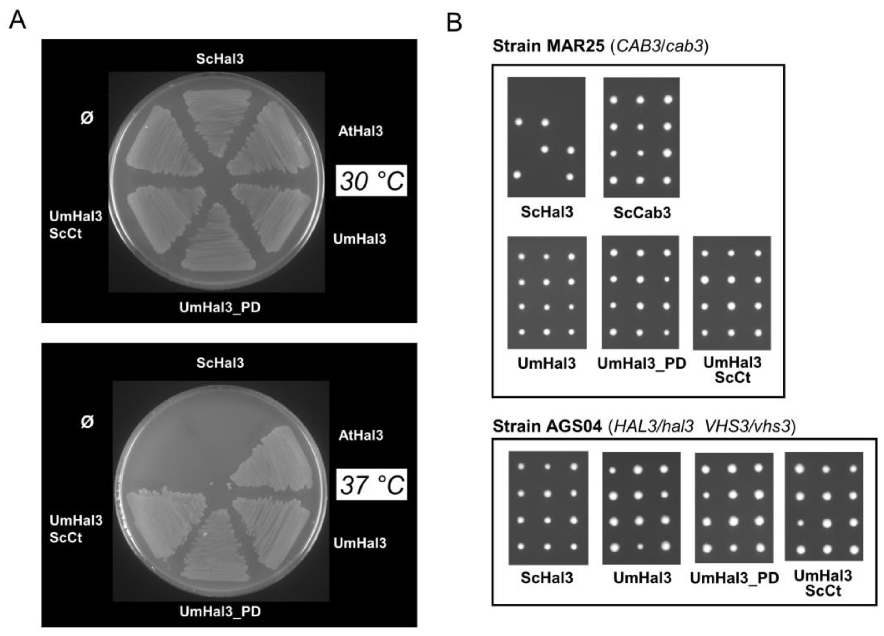 Ijms 20 03817 g006 Ijms 20 03817 g006