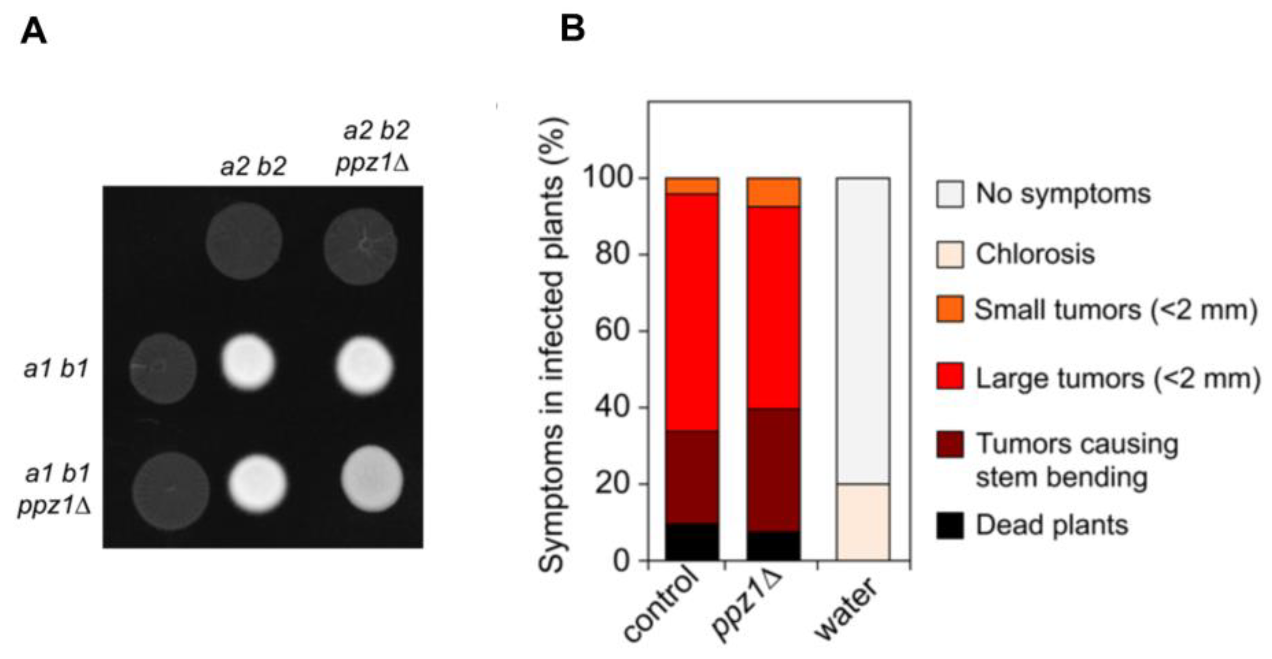 Ijms 20 03817 g009 Ijms 20 03817 g009