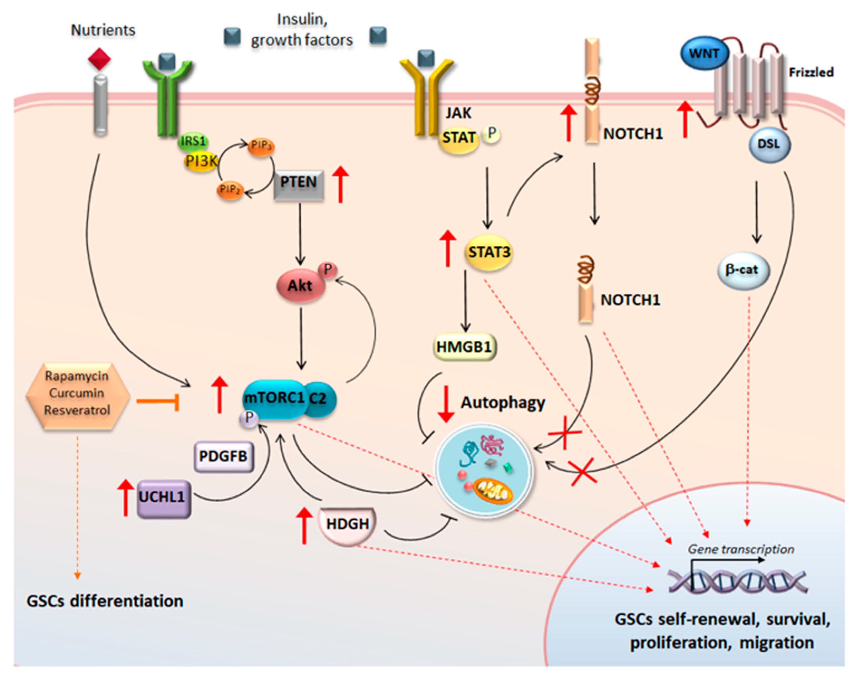 Ijms 20 03824 g003 Ijms 20 03824 g003