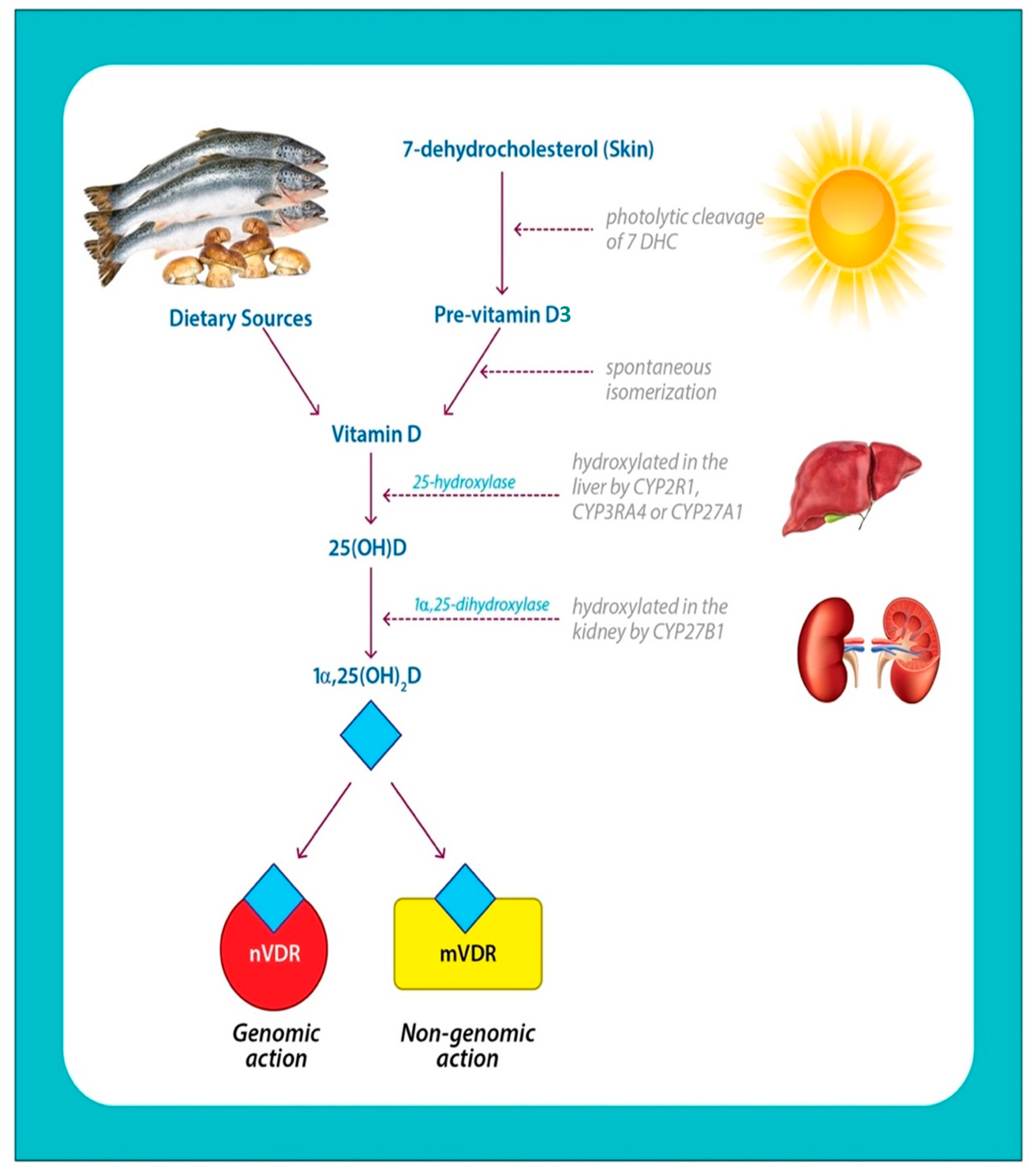 Ijms Free Full Text A Narrative Role Of Vitamin D And