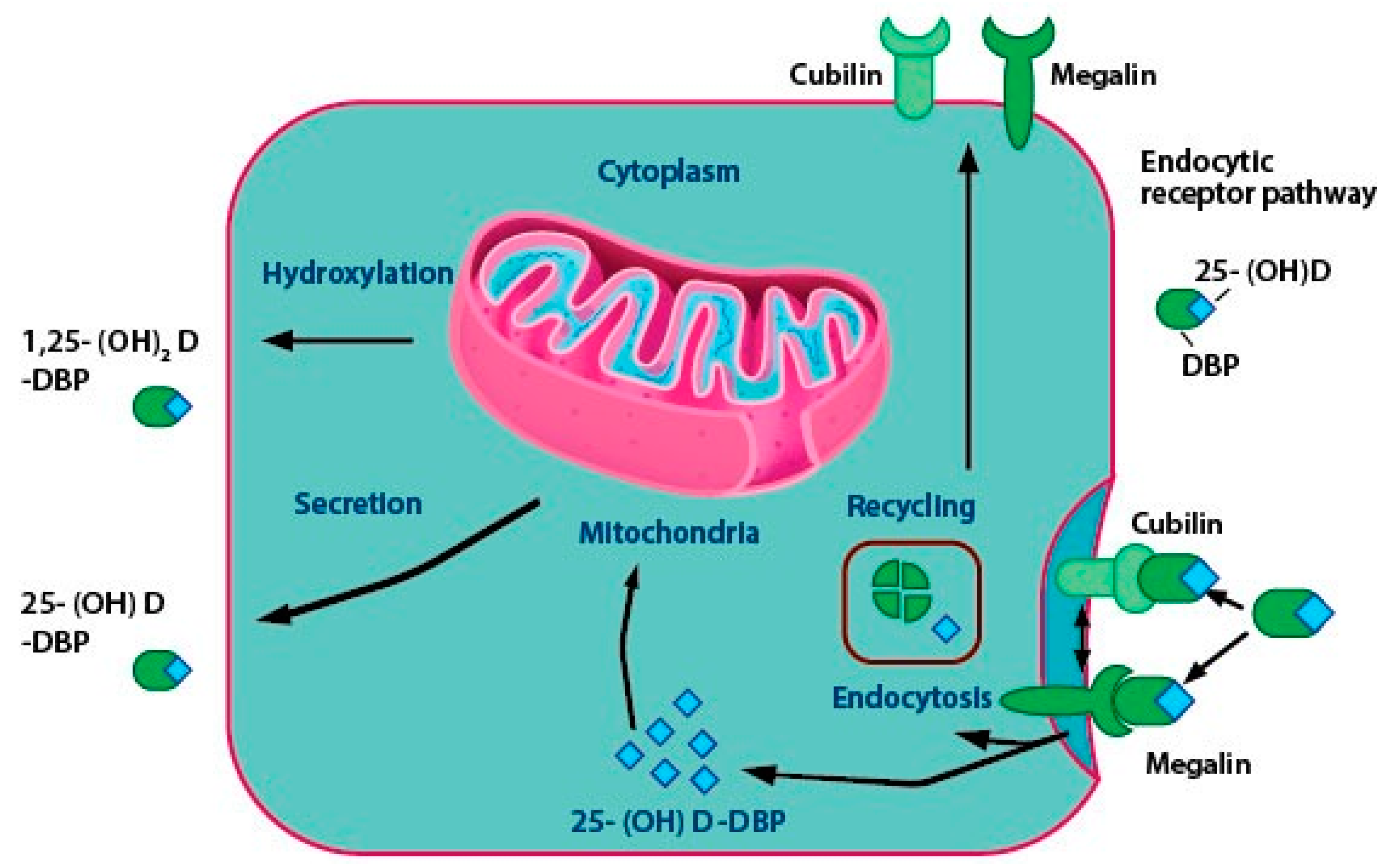 Ijms Free Full Text A Narrative Role Of Vitamin D And