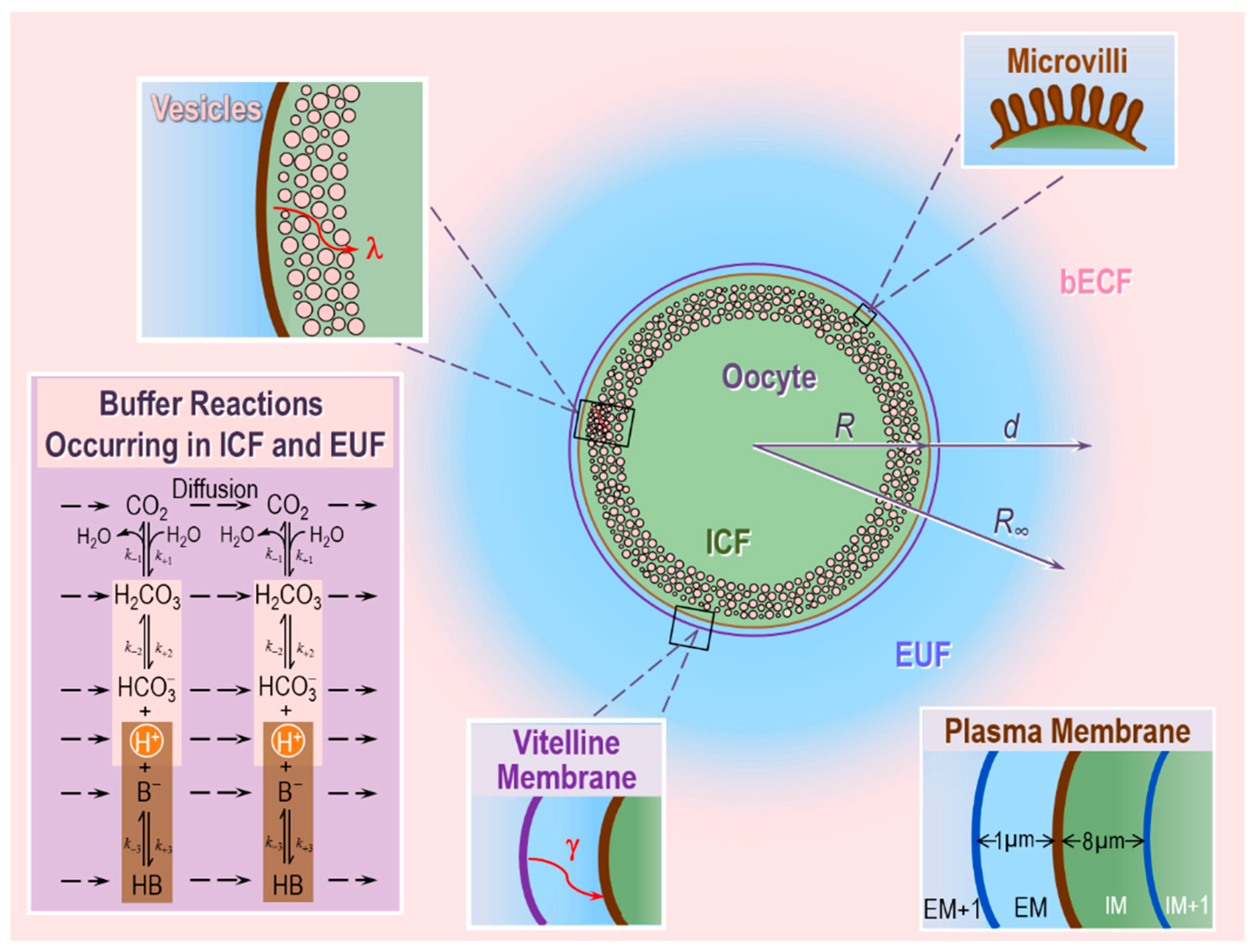Ijms 20 03841 g005 Ijms 20 03841 g005